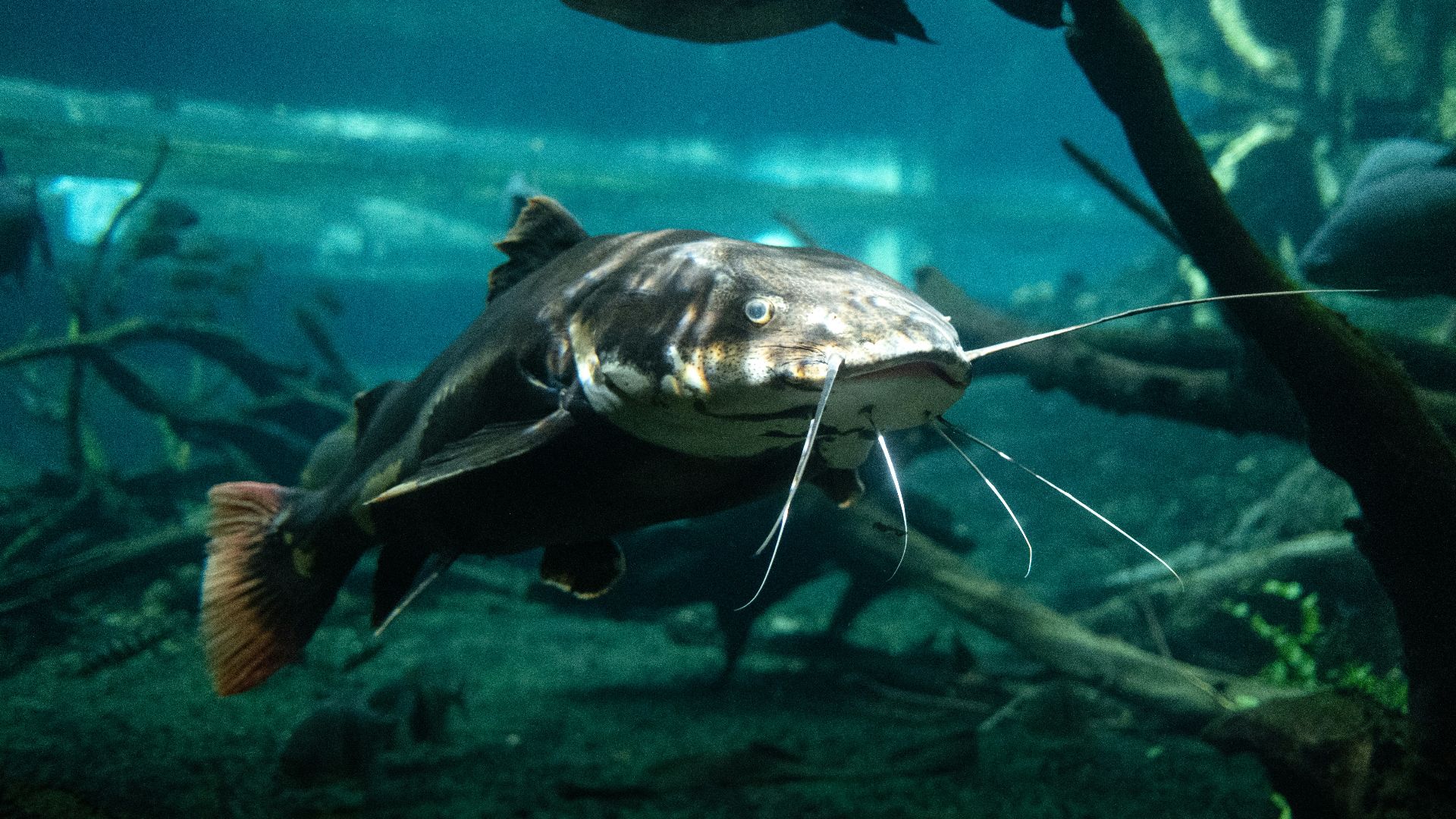 A fish that is swimming in some water