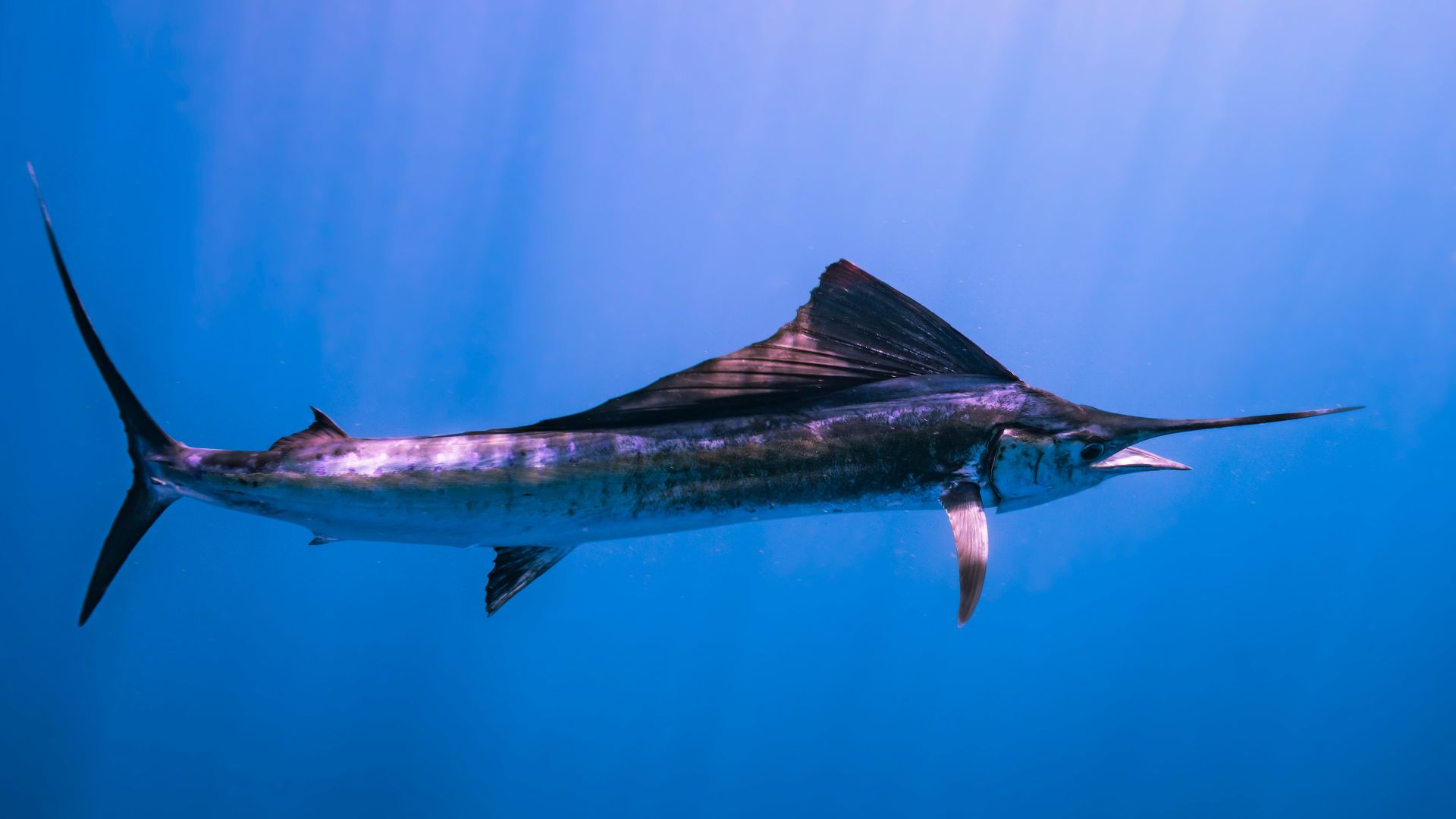 a large fish is swimming in the water