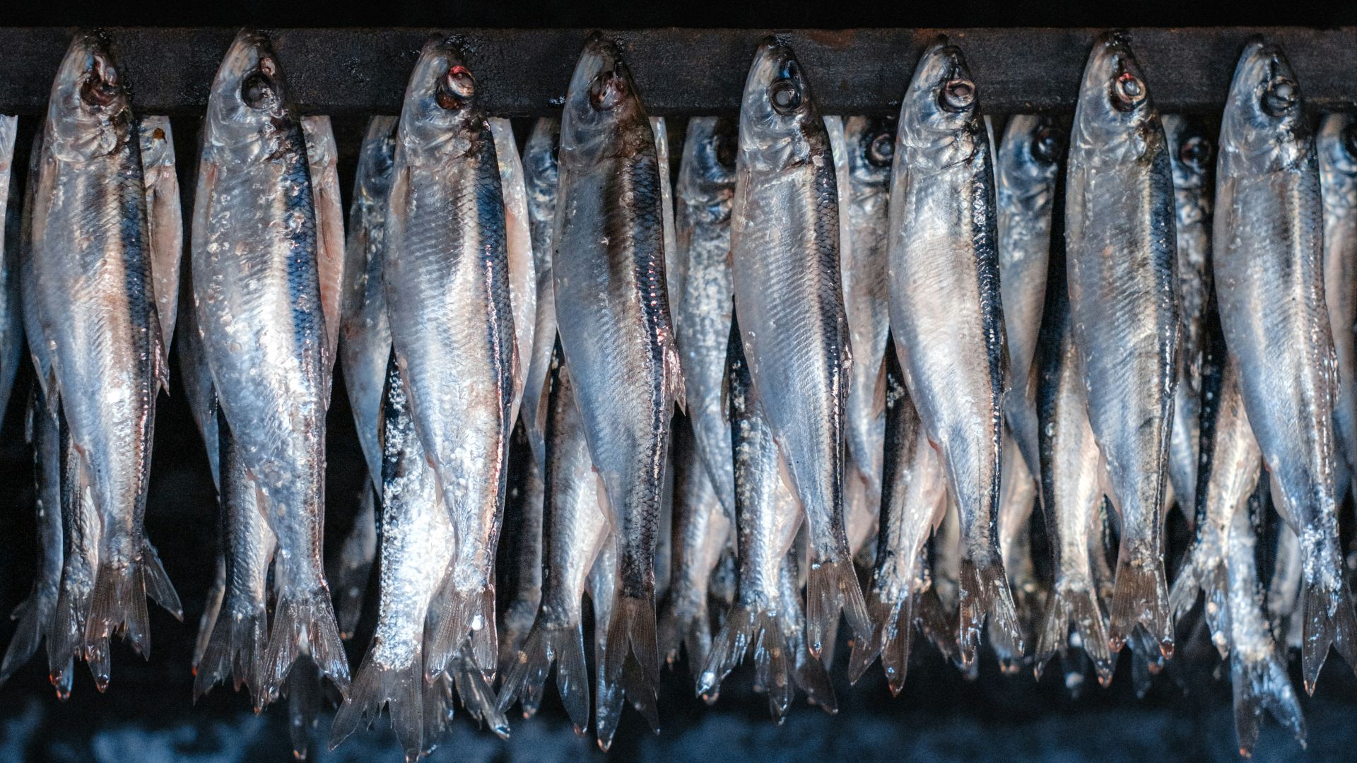 a bunch of fish are lined up on a rack