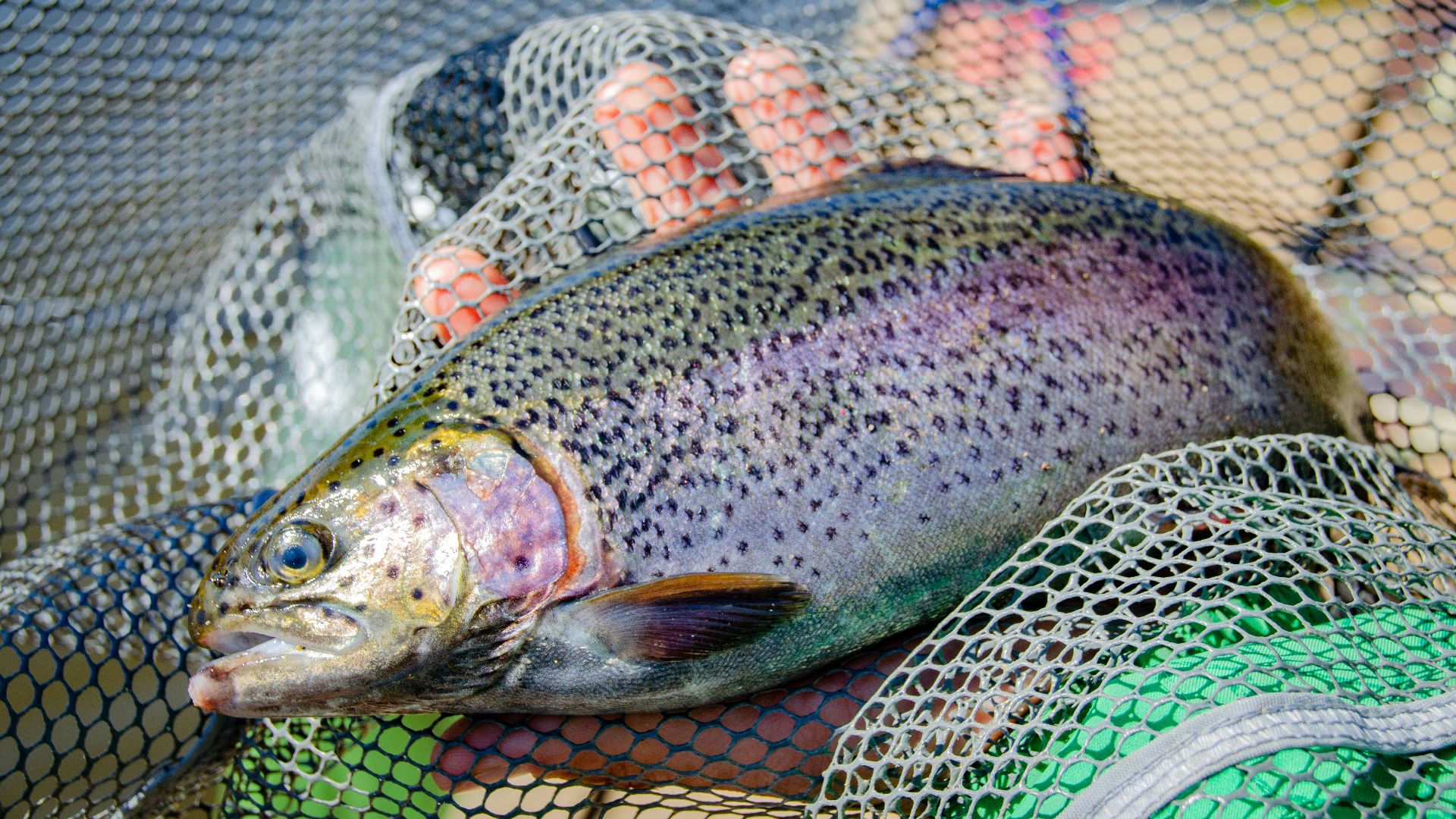 person holding gray and pink fish