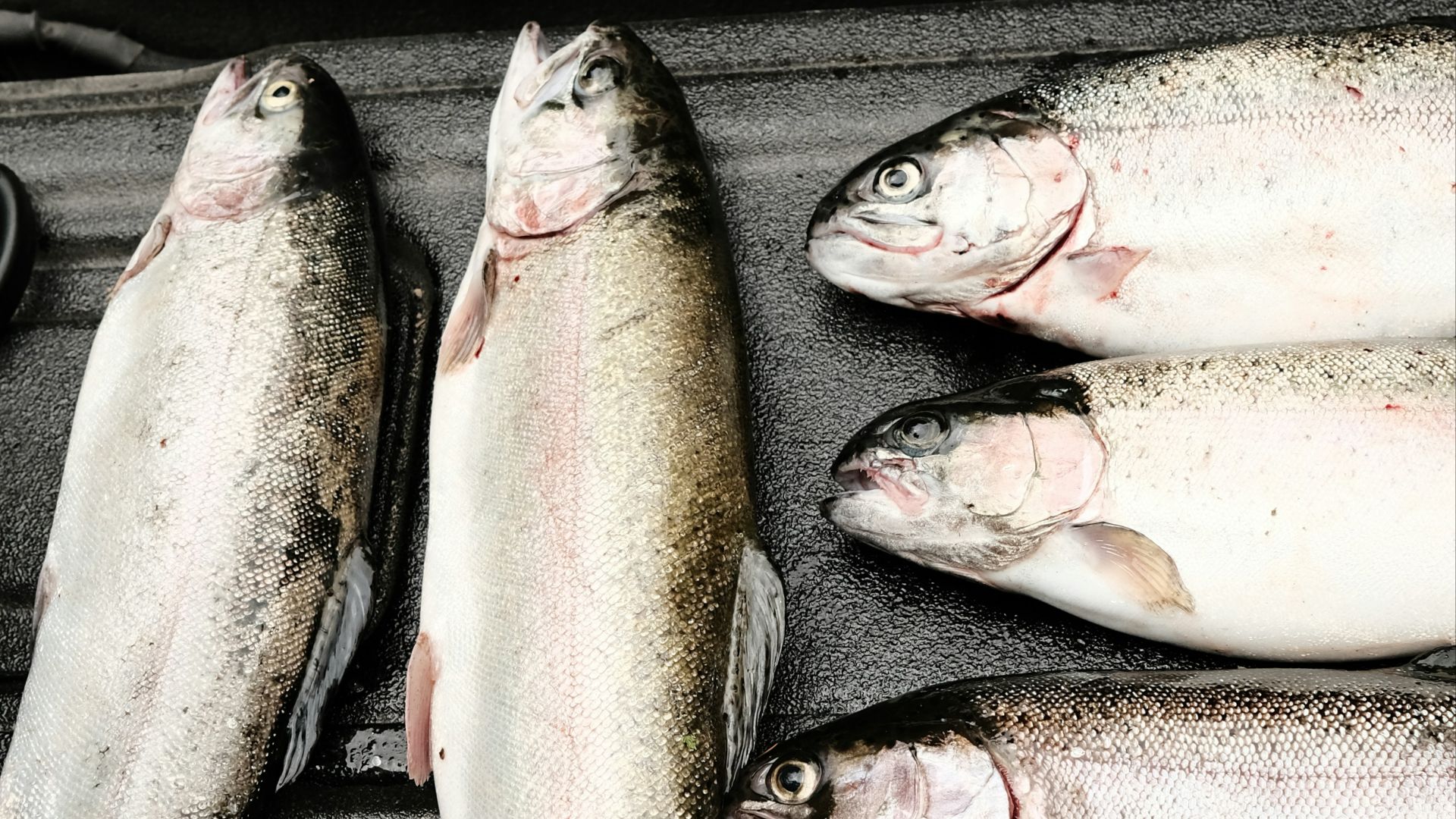 person holding white and red fish