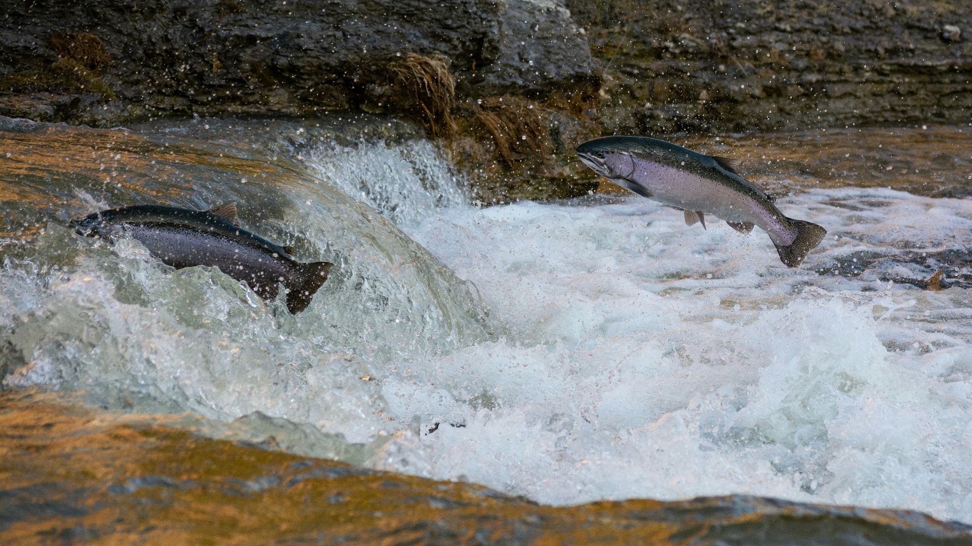 gray fish on water during daytime