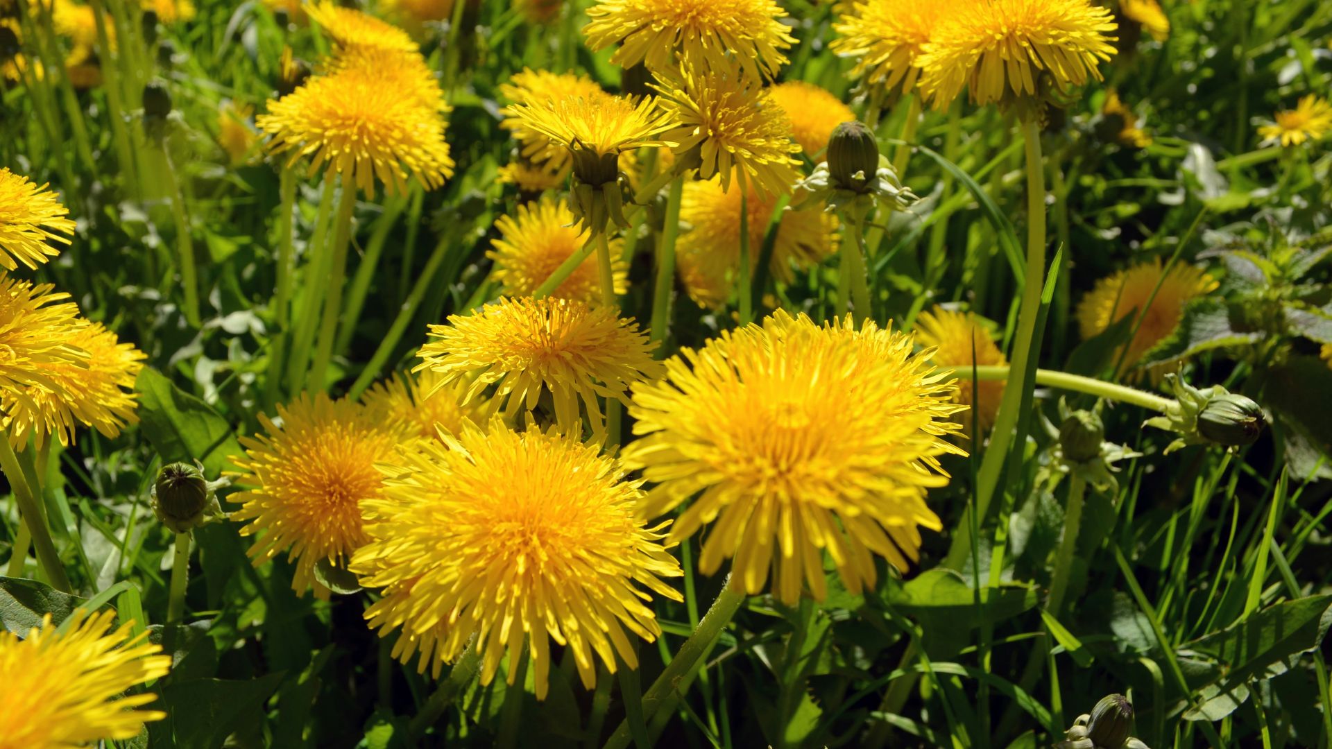 yellow flower with green leaves