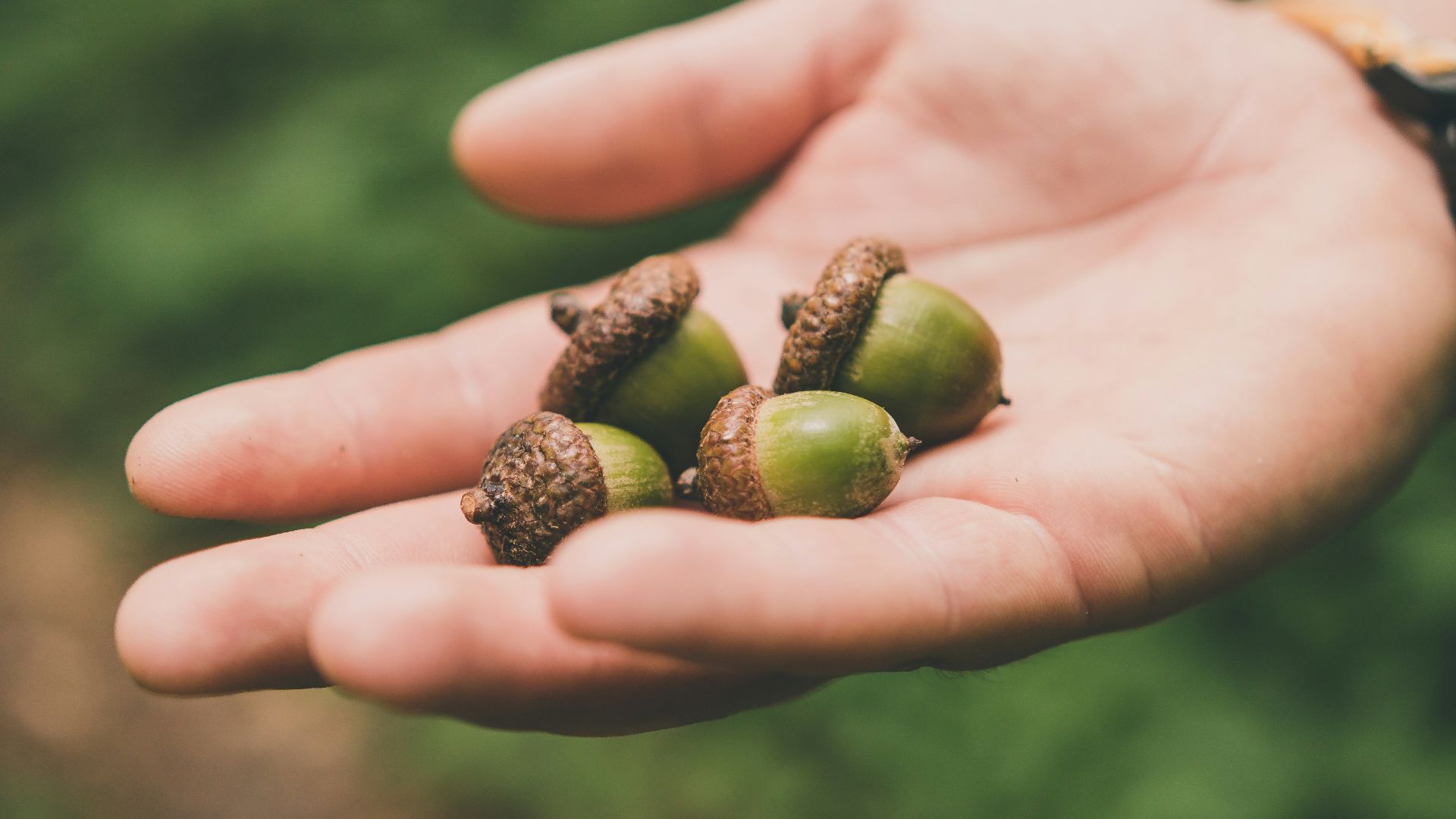 four green acorns on right palm