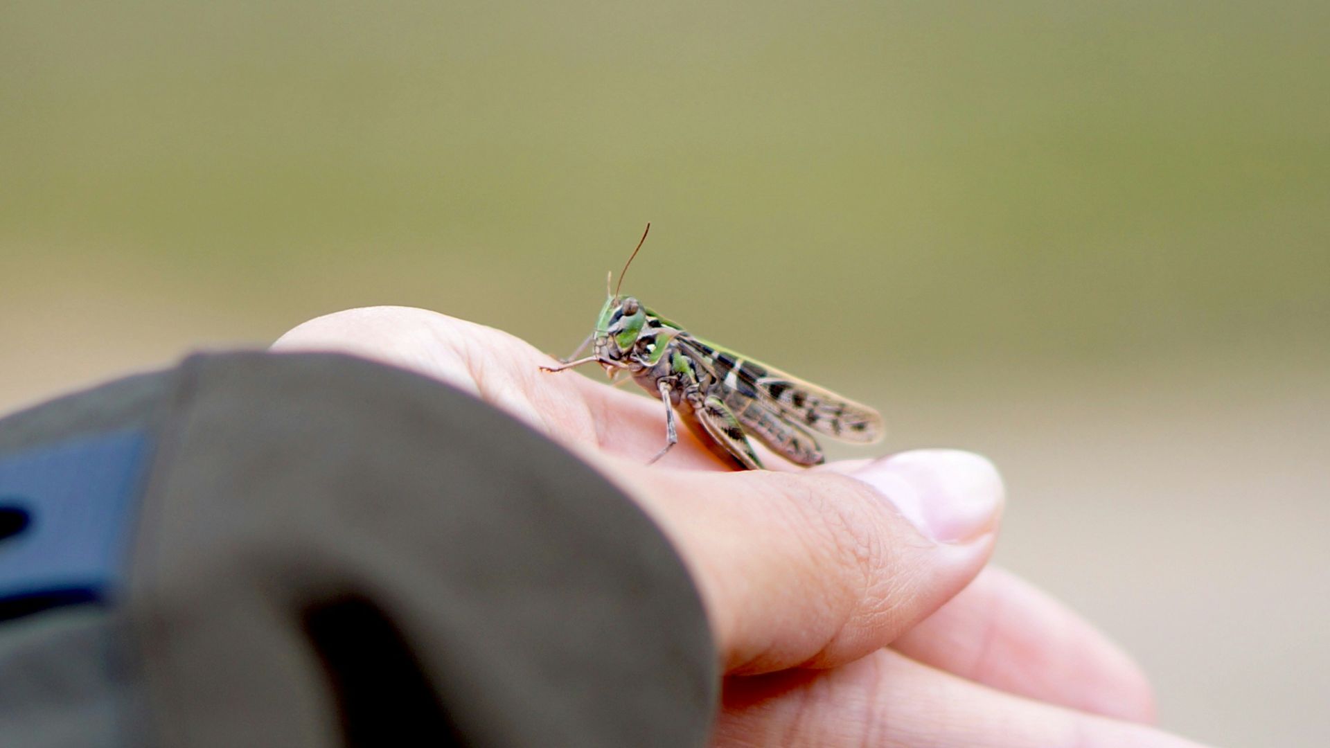 A person holding a small insect in their hand