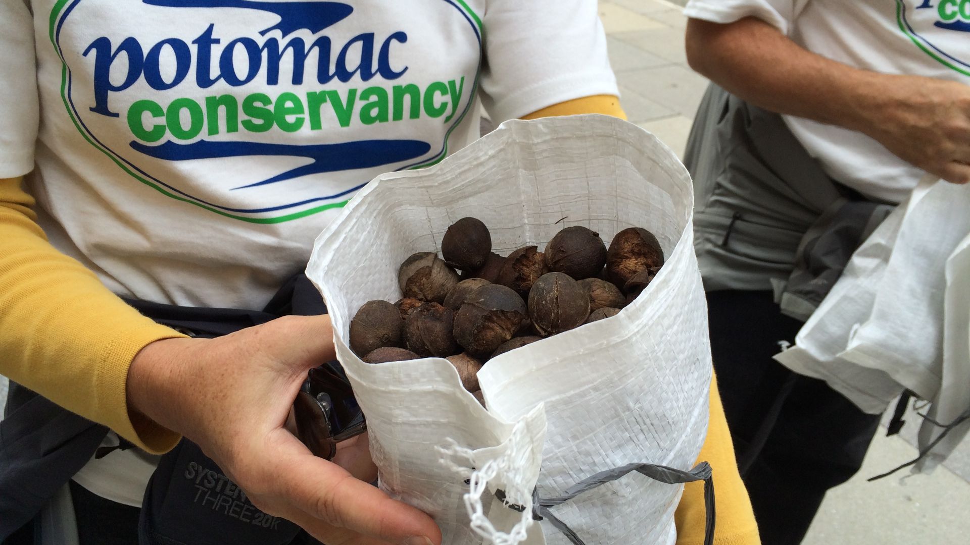 File:Hickory nuts (22312798166).jpg