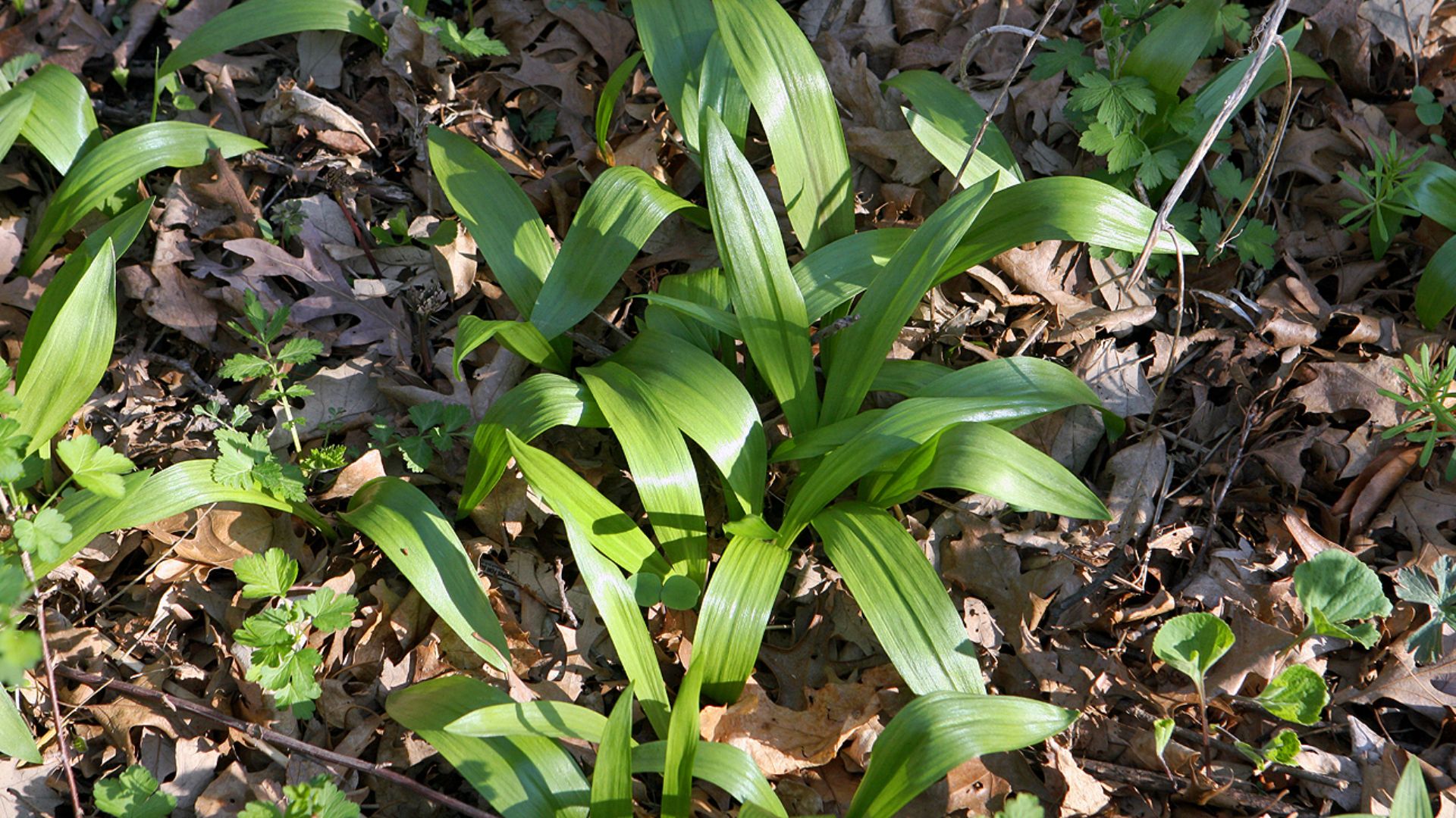 File:Wild Leeks6.jpeg