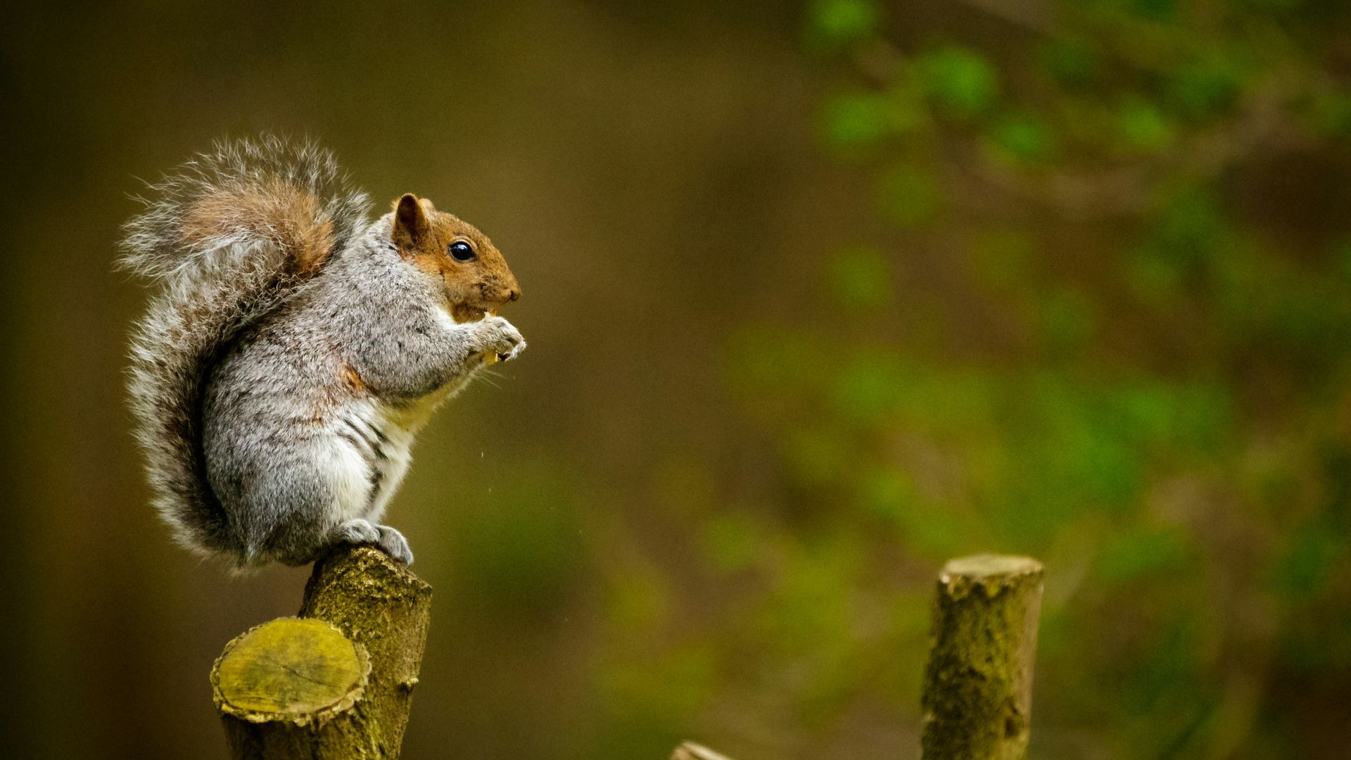 squirrel on tree trunk