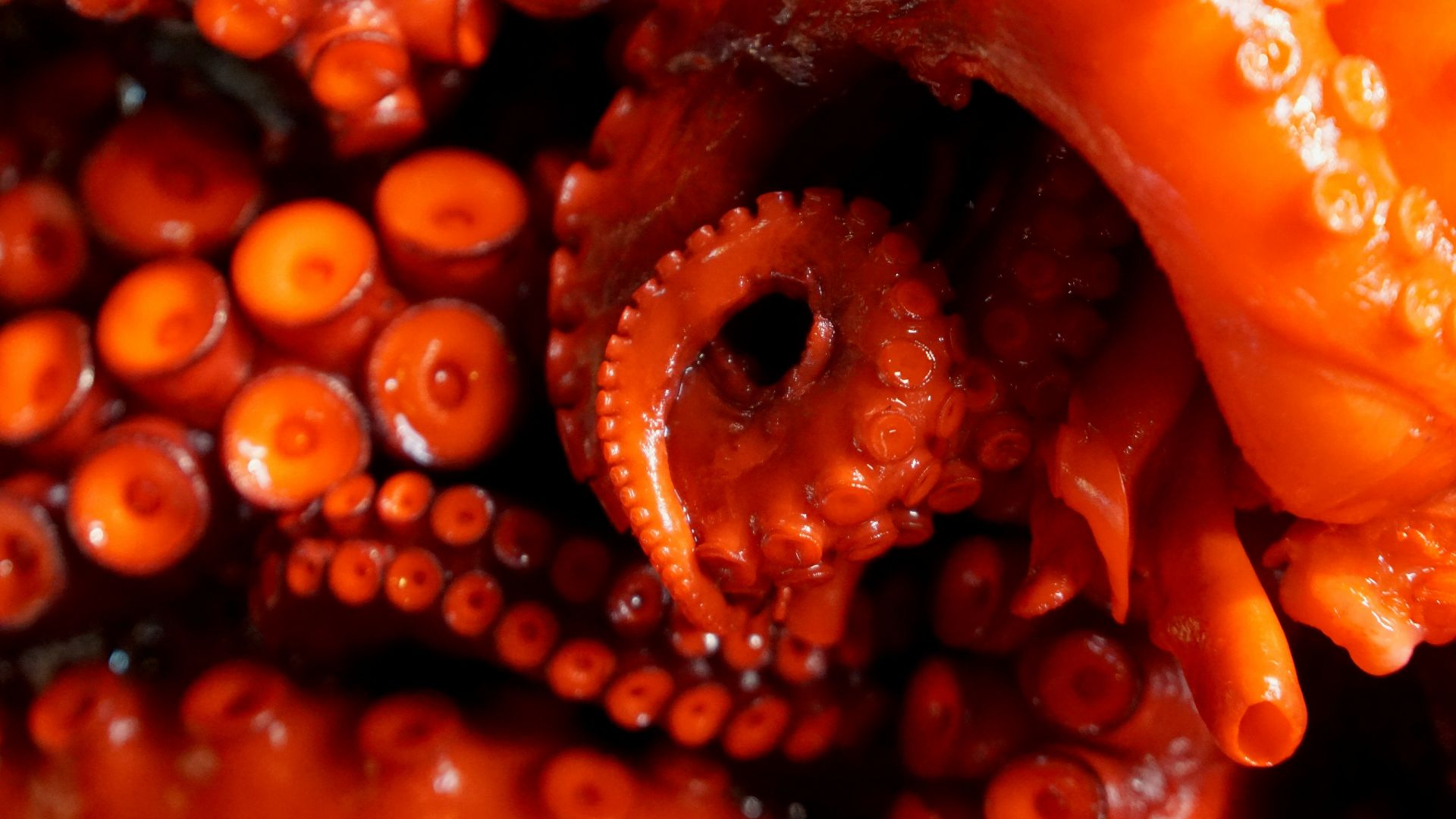 orange rose with water droplets