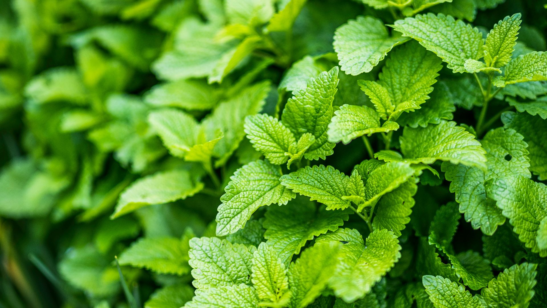 green leaves in macro lens