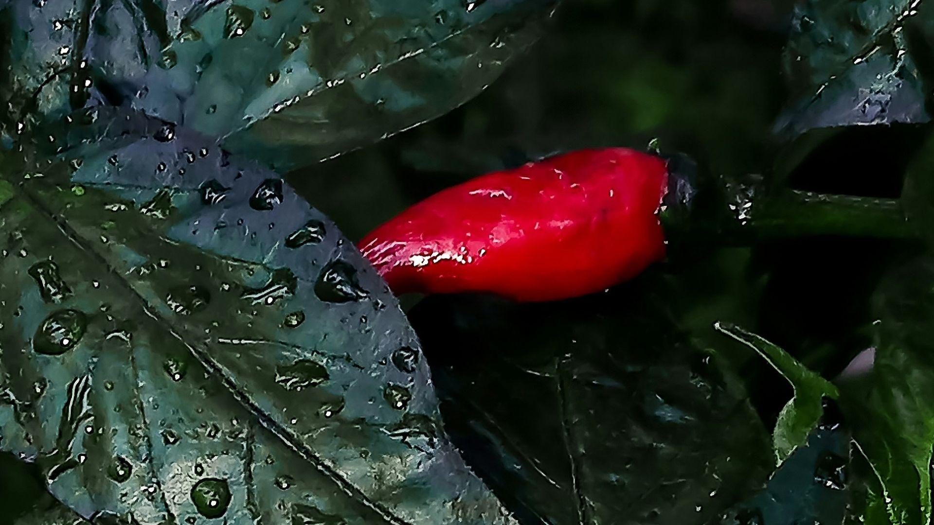 A plant with green leaves and red peppers on it