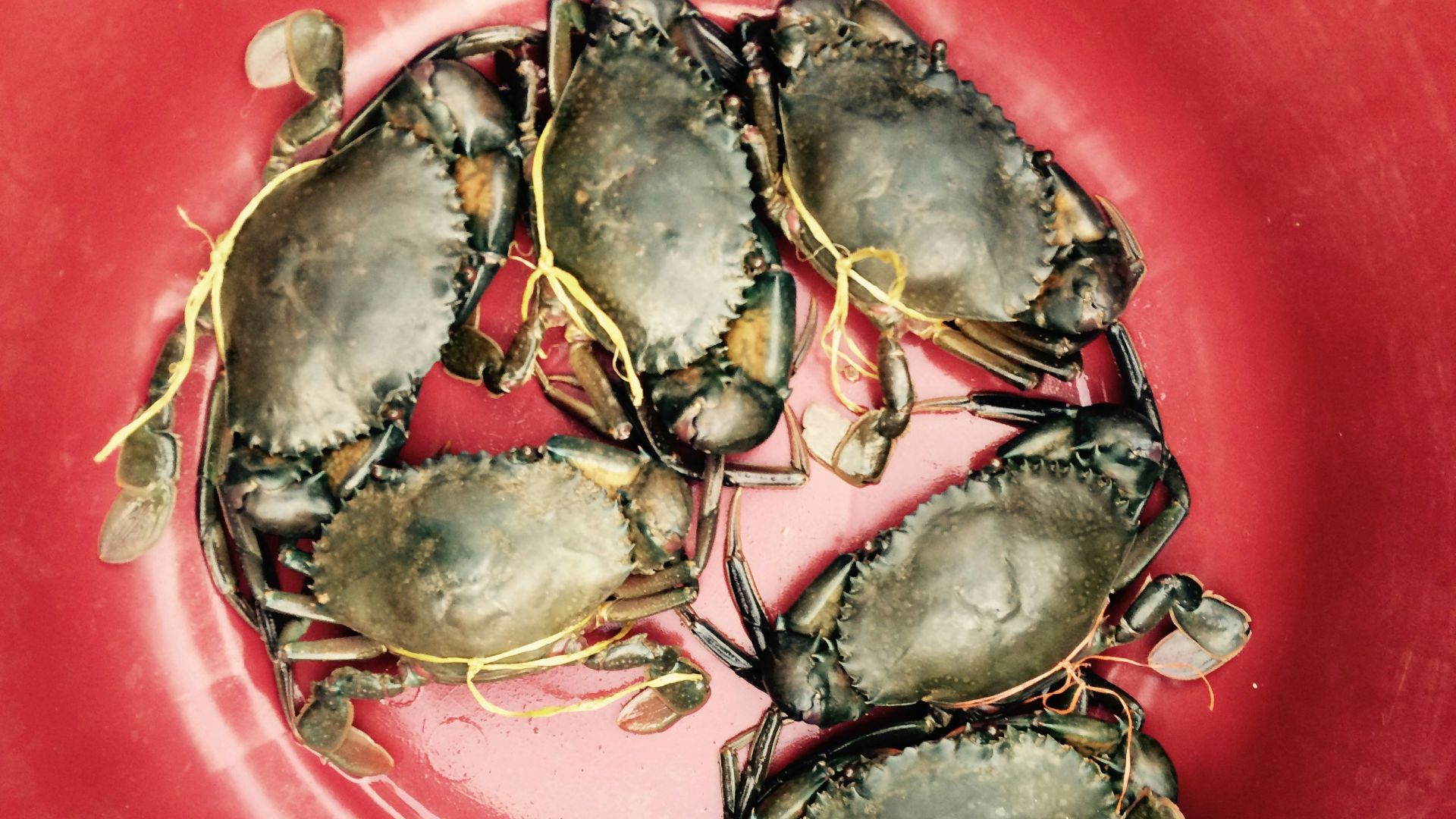six crabs in bucket