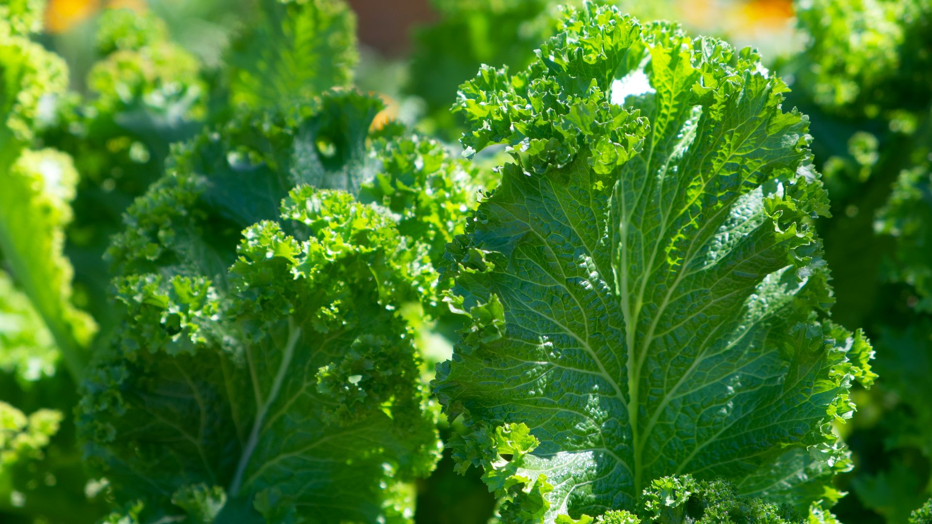 green plant in close up photography