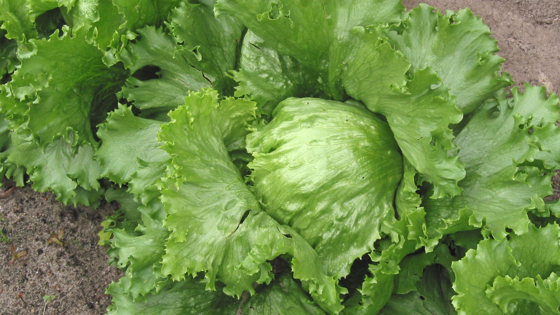 File:Iceberg lettuce (IJssla krop).jpg