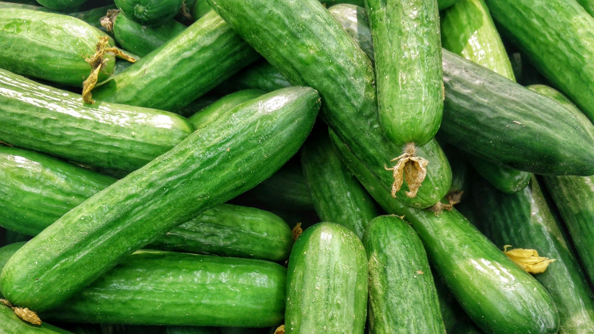 cucumber lot