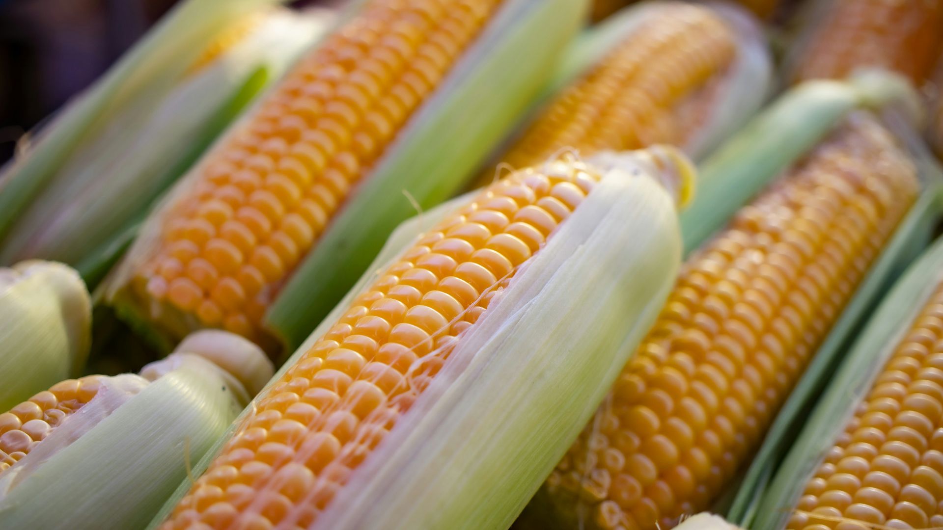 a close up of corn on the cob
