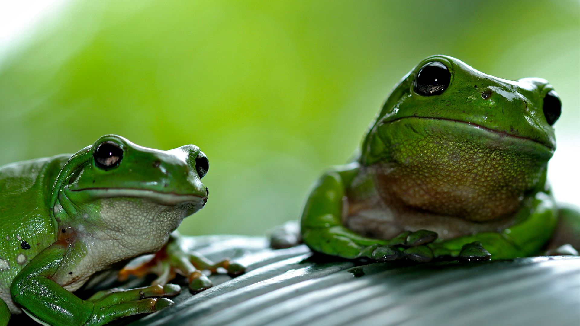 focus photography of green frog
