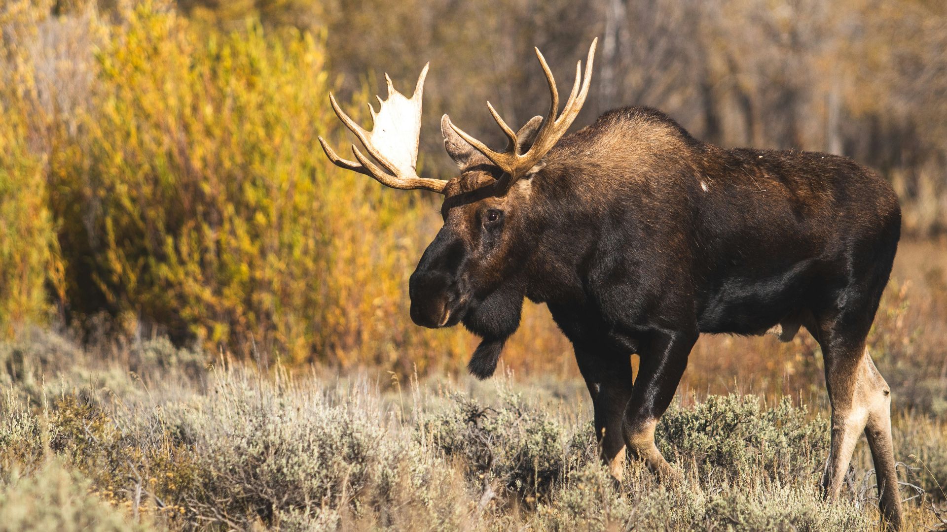 brown moose on brown grass during daytime