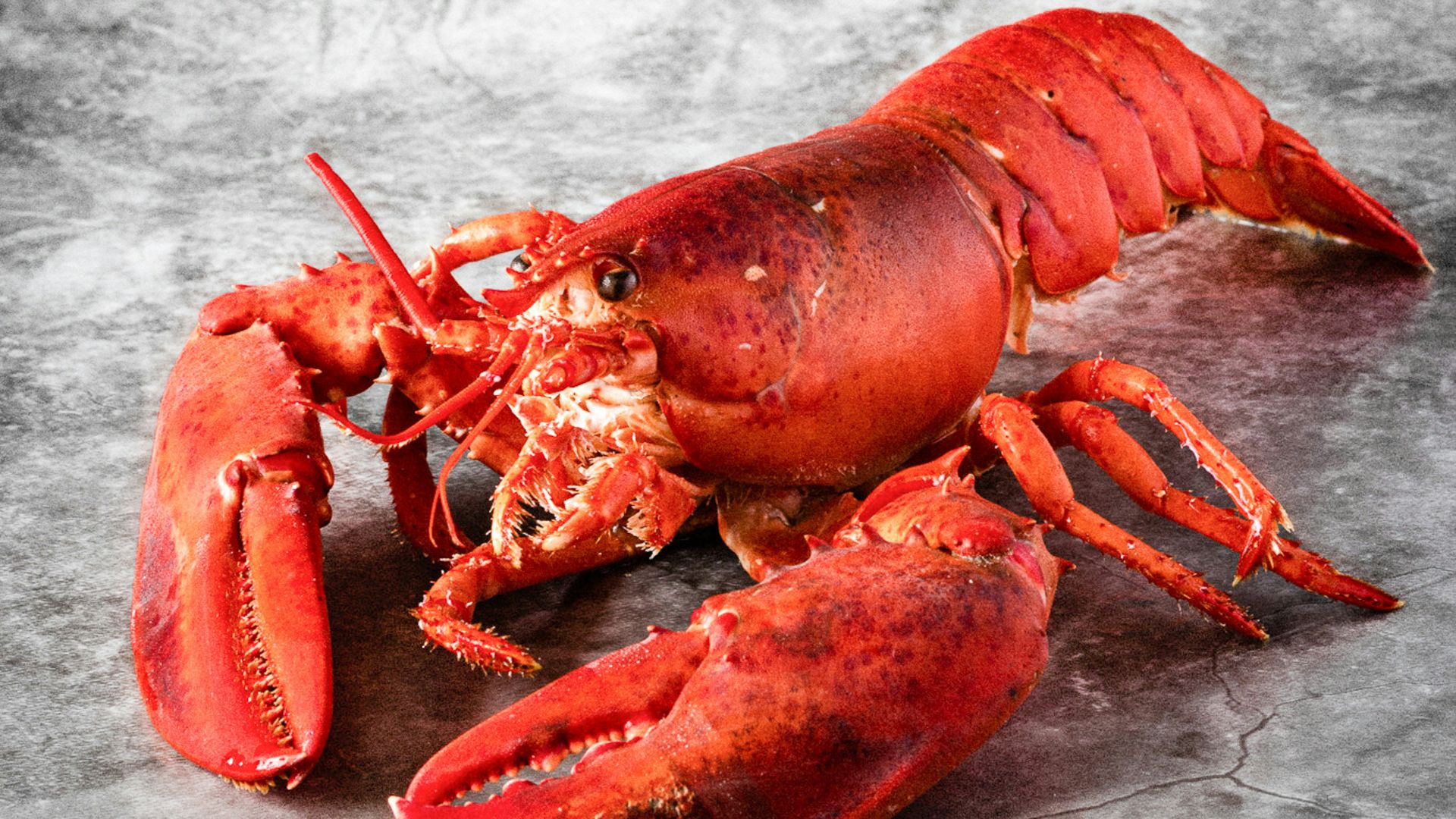 a cooked lobster on a gray background