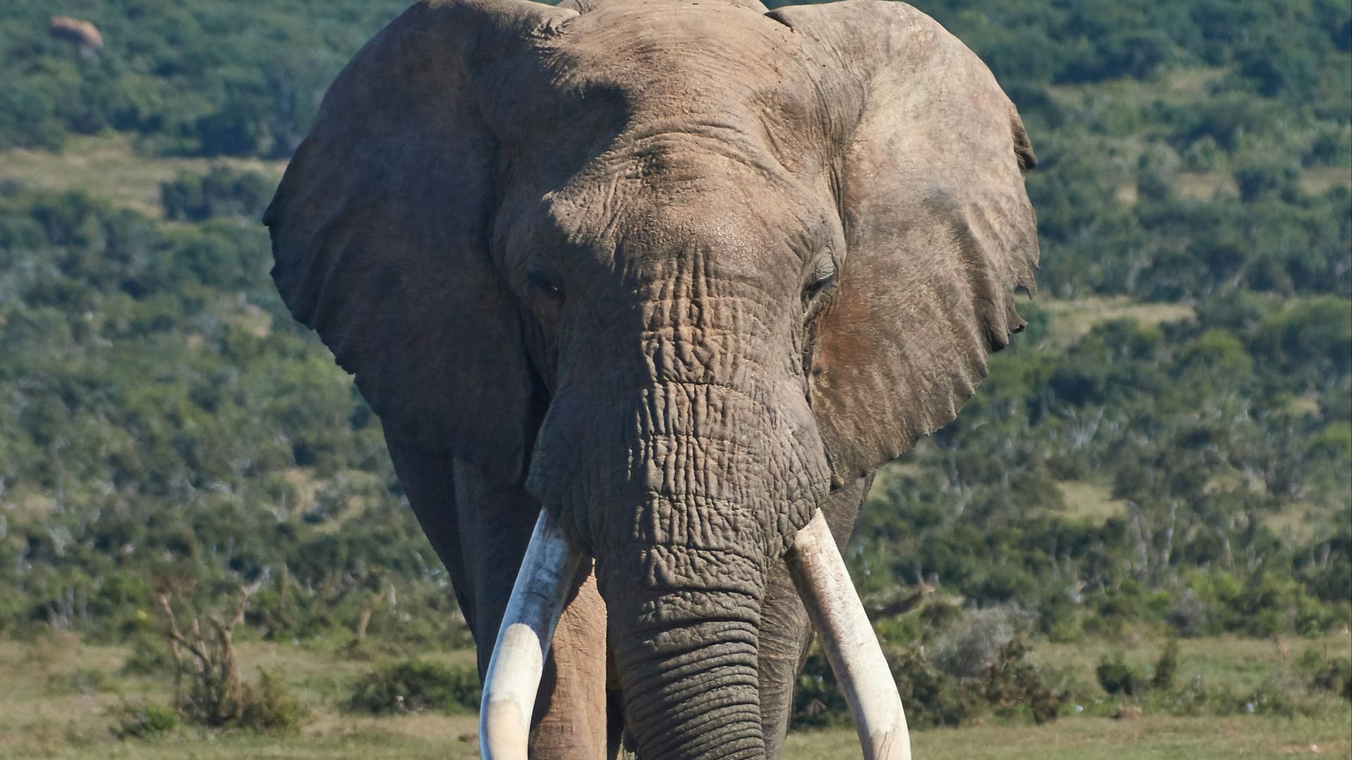 brown elephant on grass field