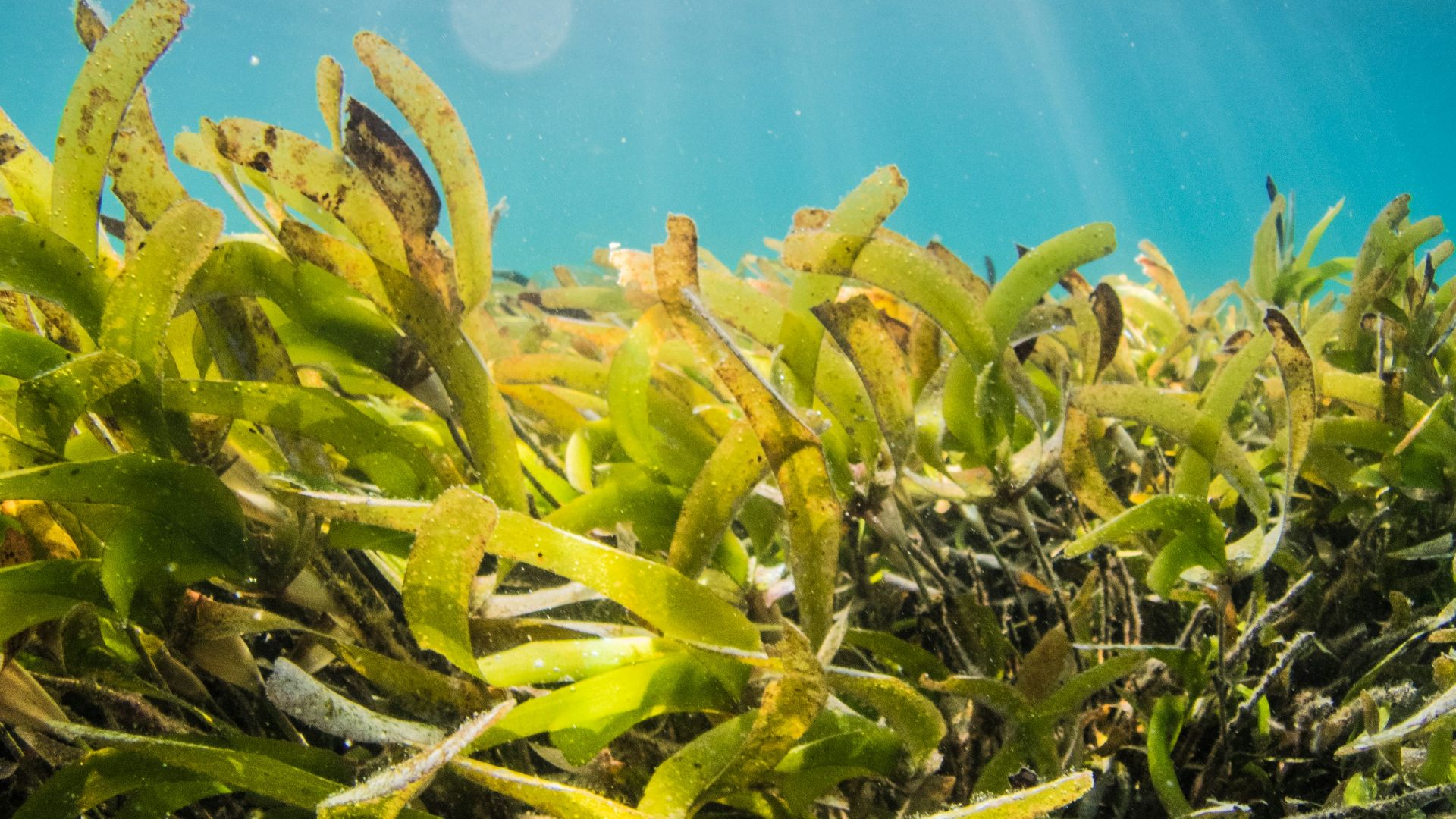 green and yellow plant under water