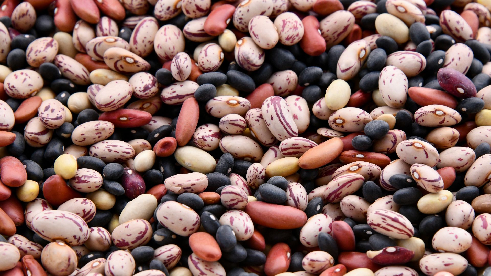 assorted-colored bean lot