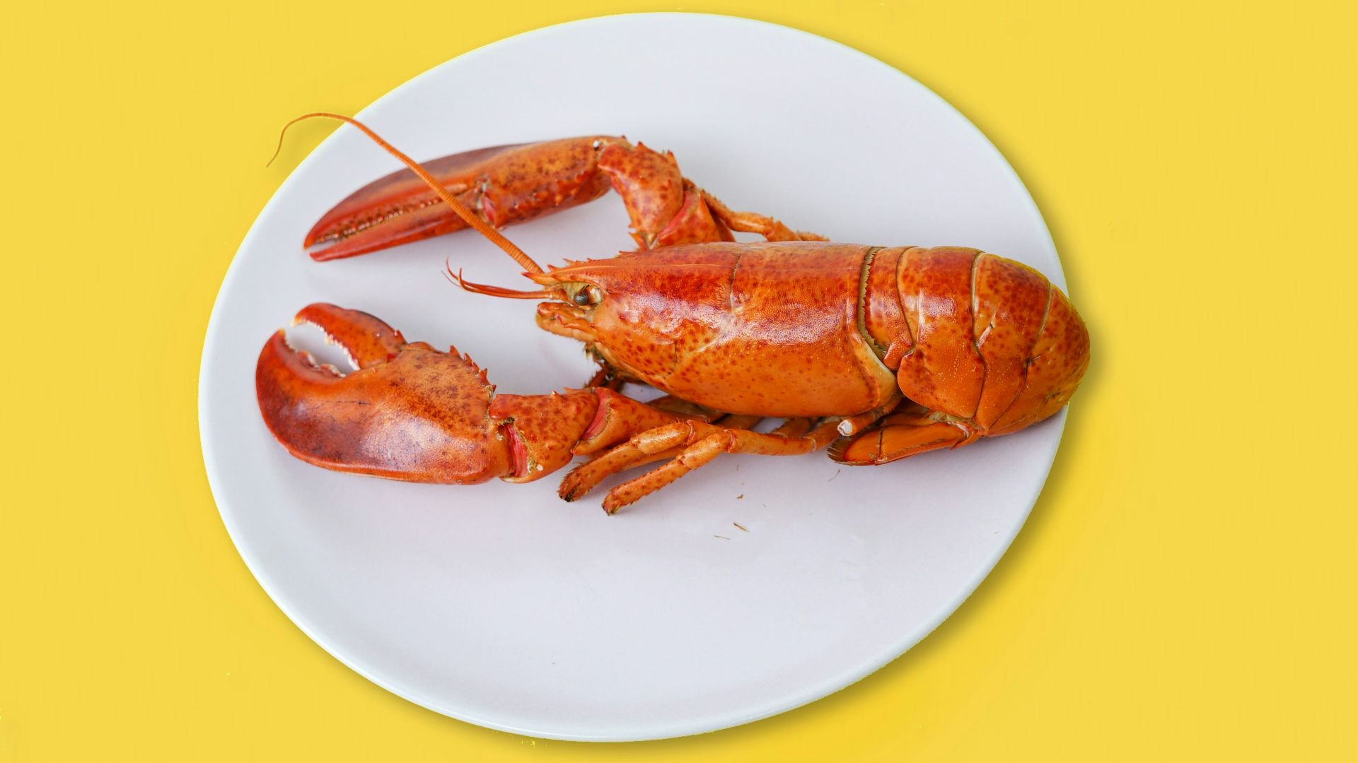 cooked lobster on ceramic plate