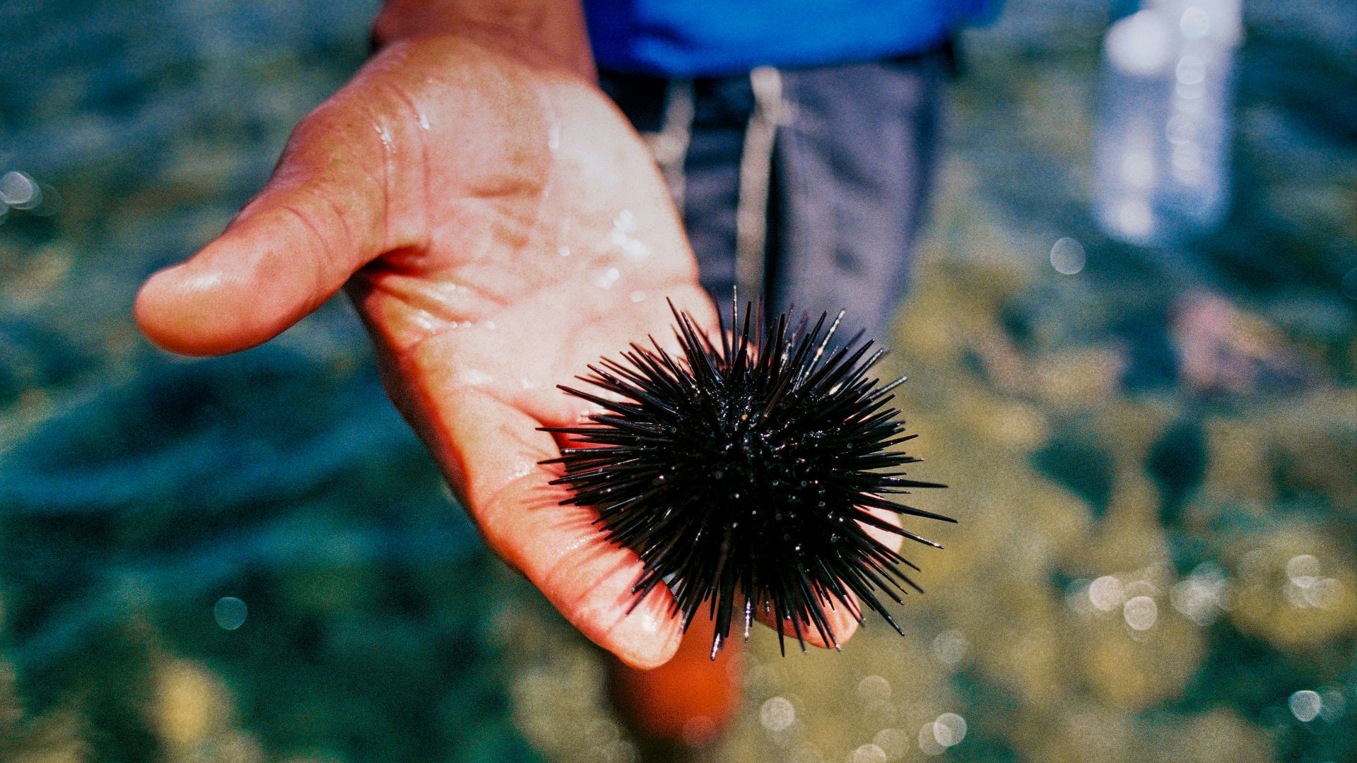 person holding black hair brush