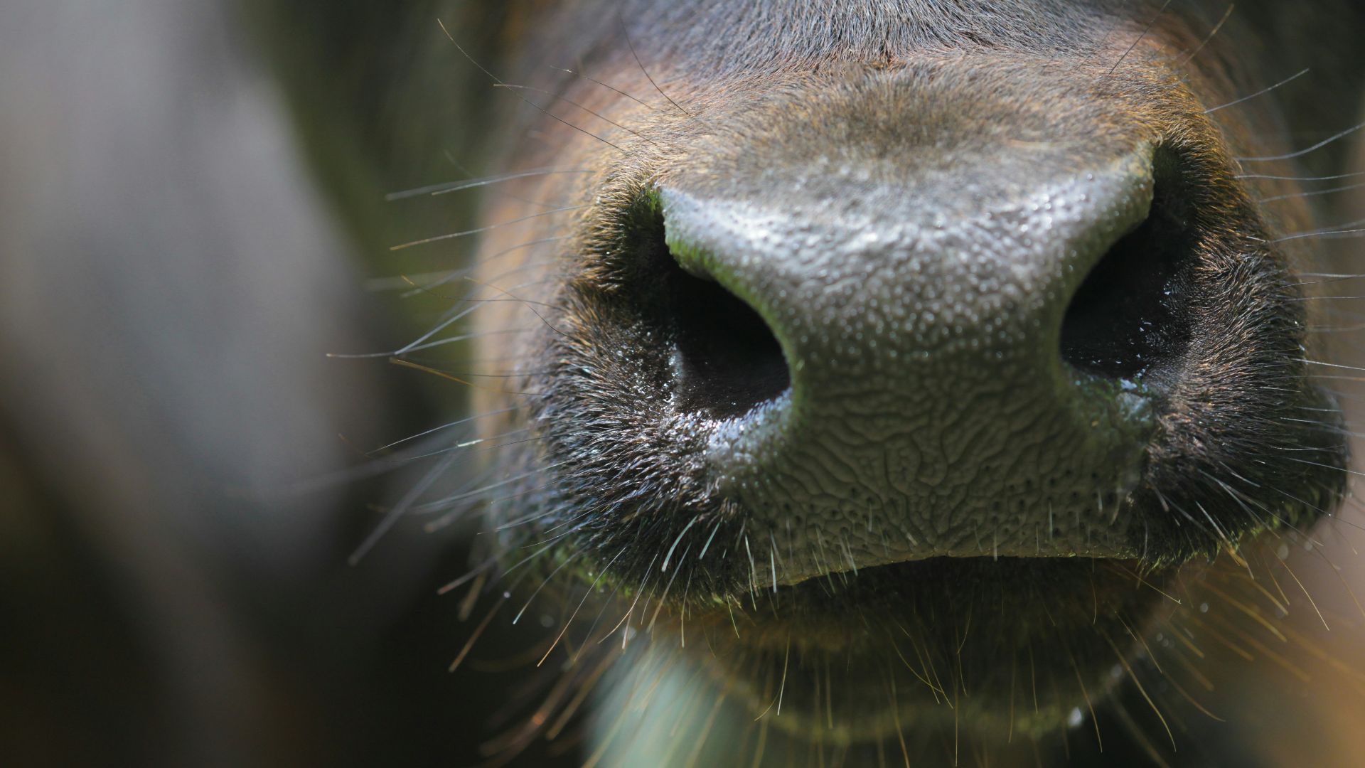 water droplets on black and white short coated dogs face