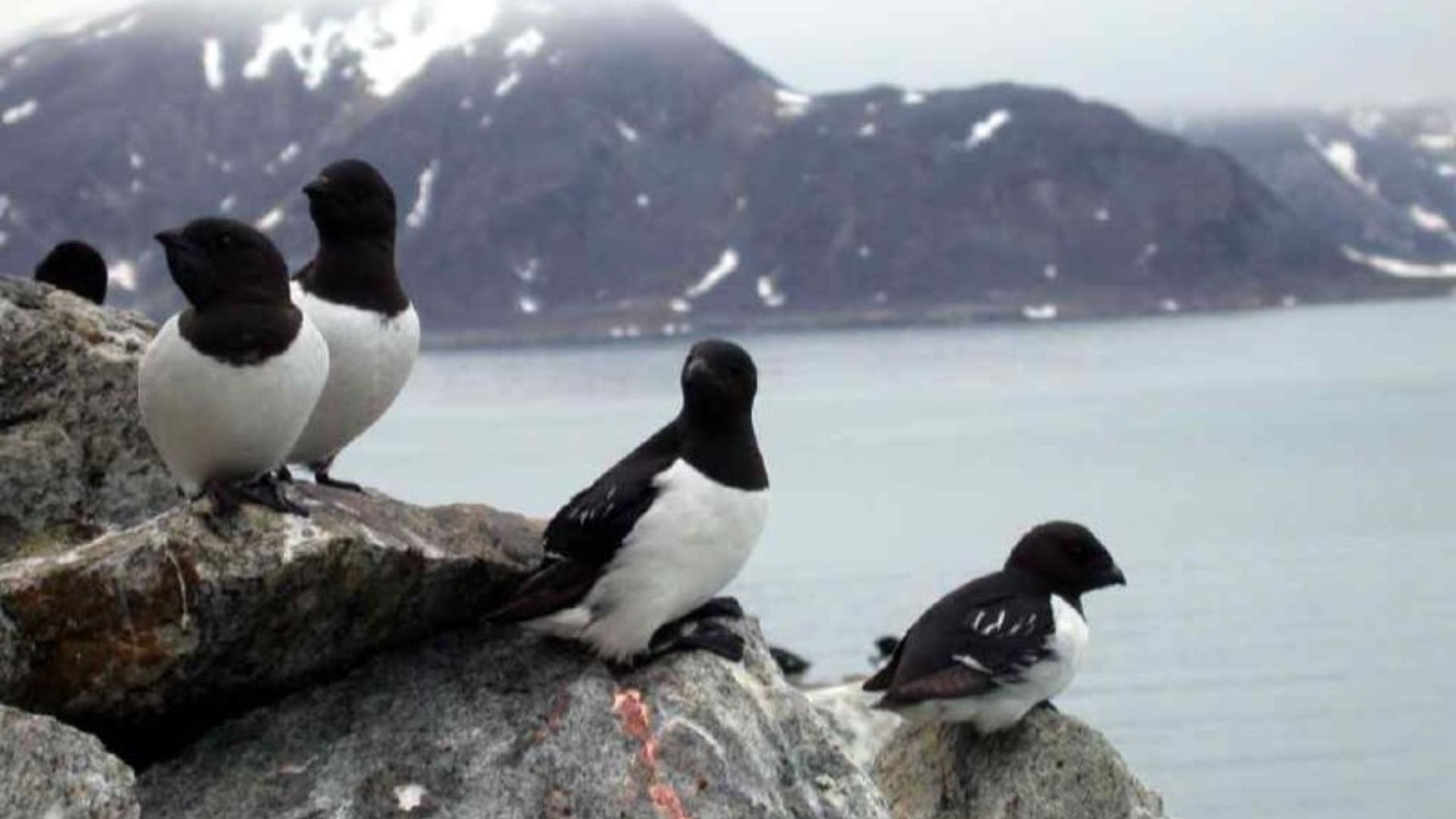 File:Auks - Alle alle.jpg
