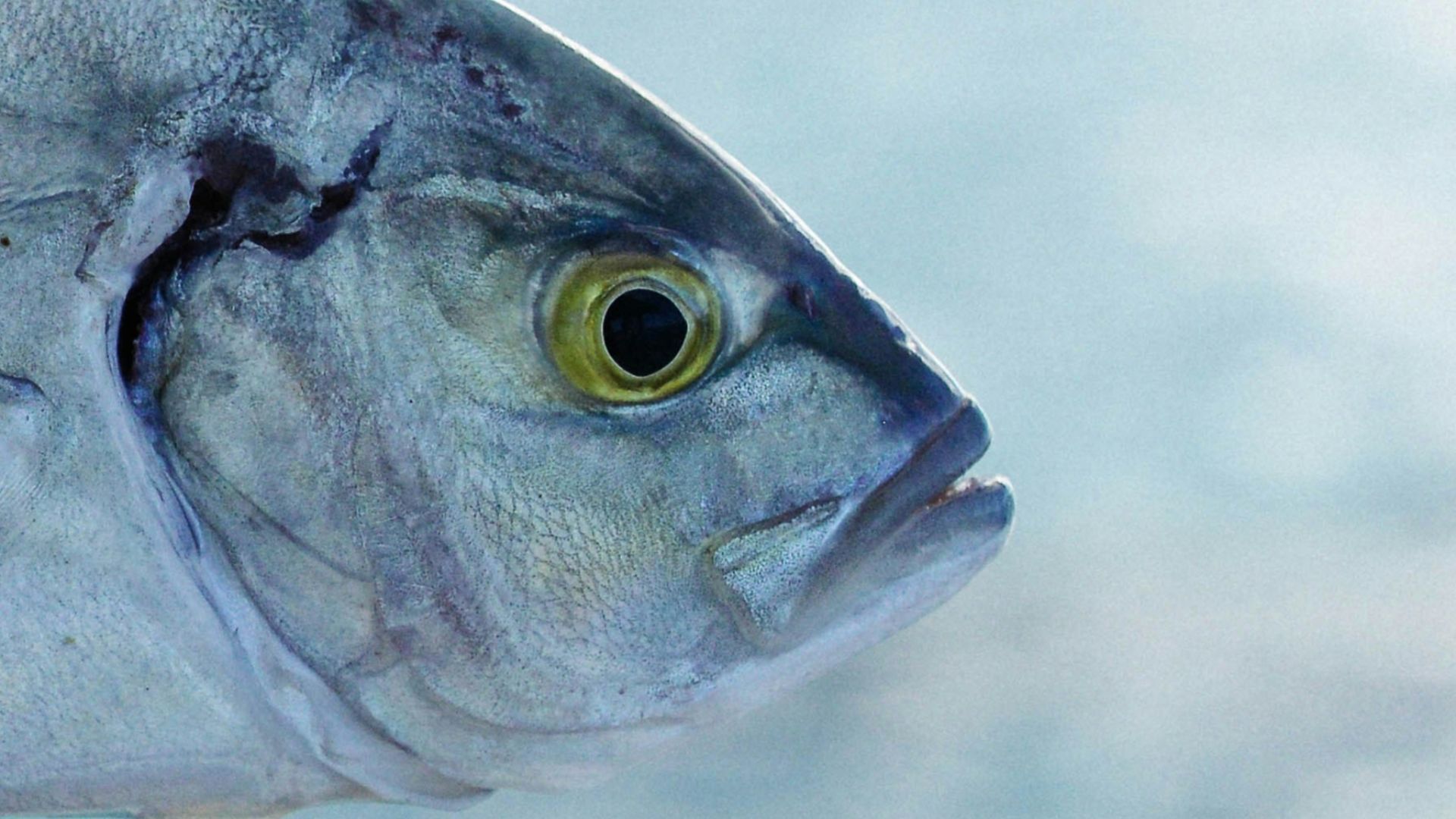 a close up of a fish