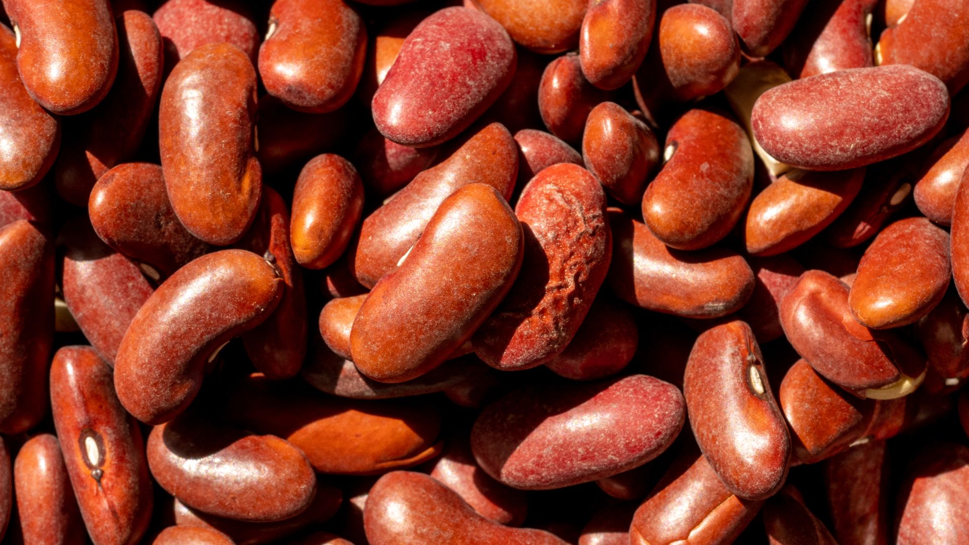 File:Red Kidney Beans (49684142646).jpg