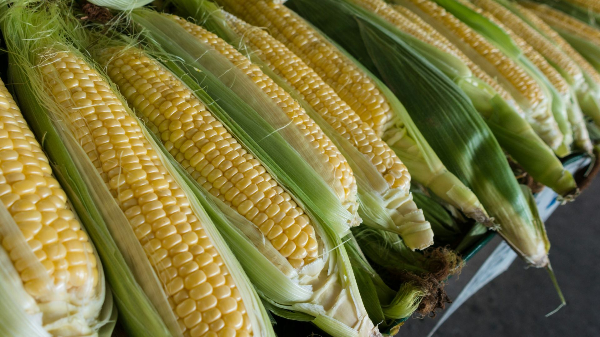 closeup photography of corns