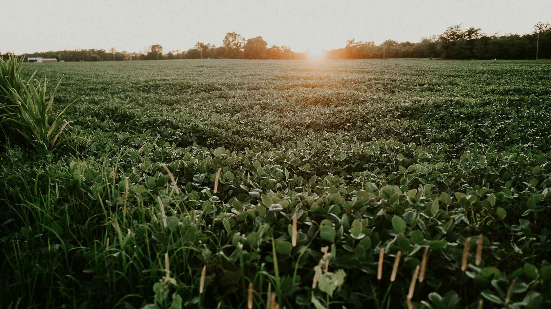plant field under white sky
