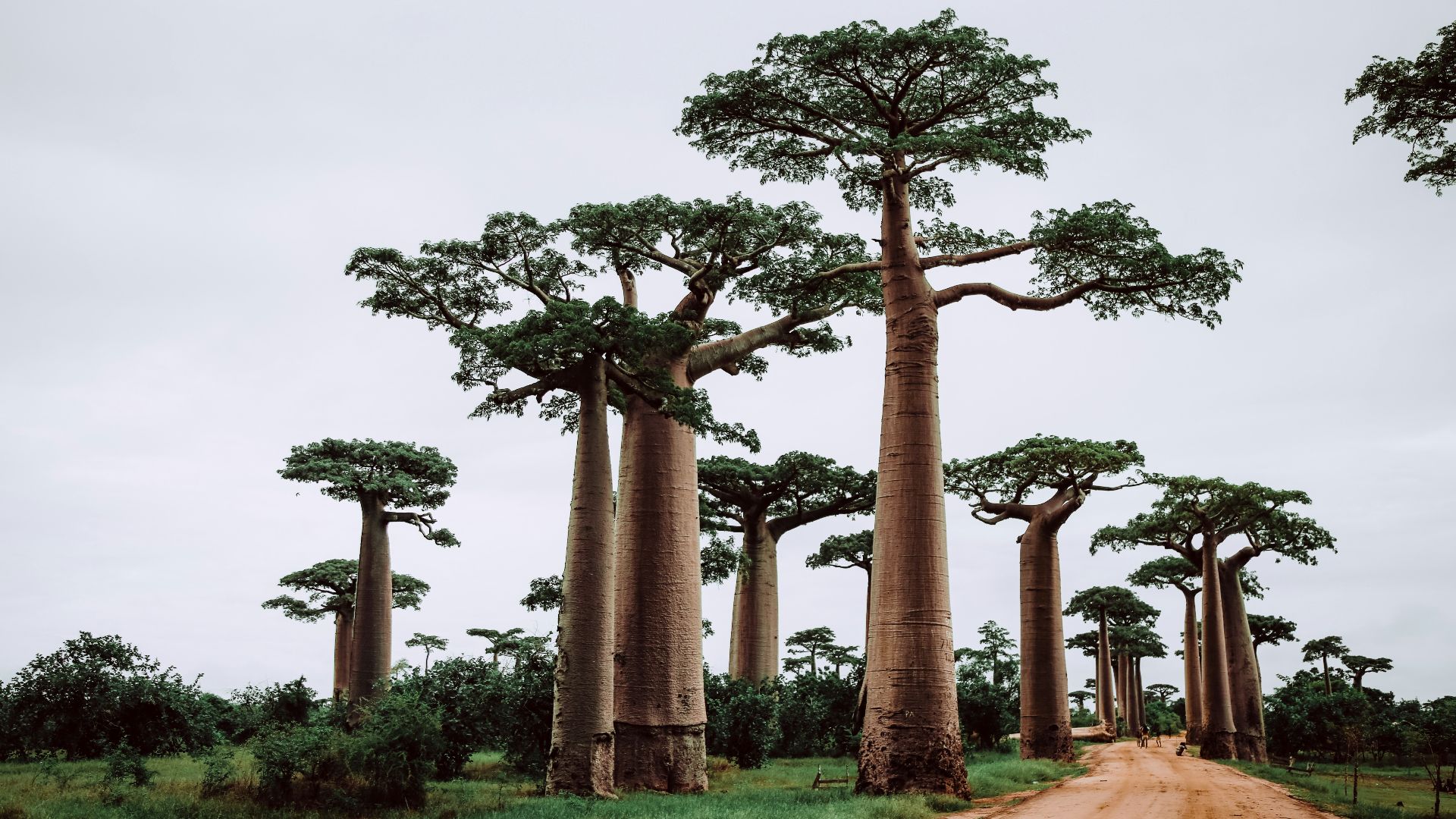 trees near pathway during daytime