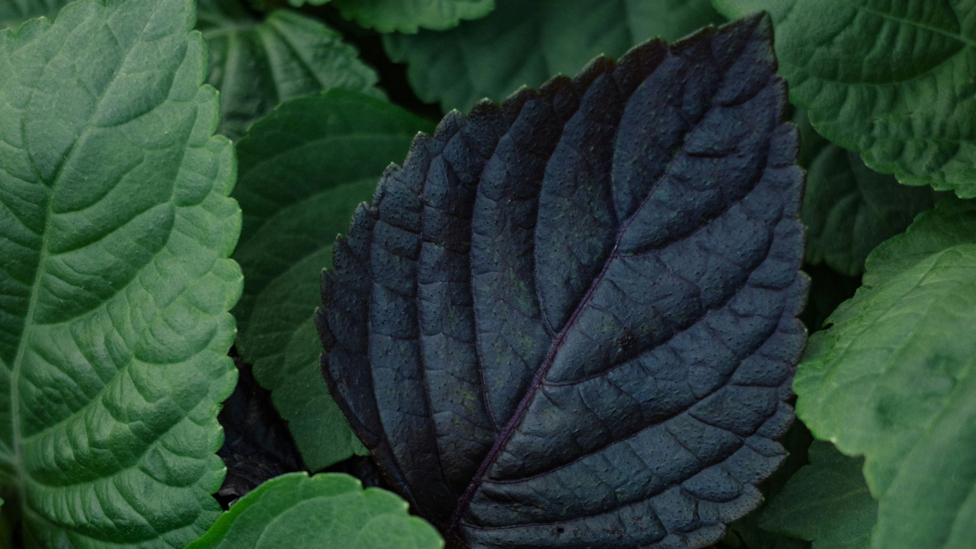 Green leaves surround a single, dark purple leaf.
