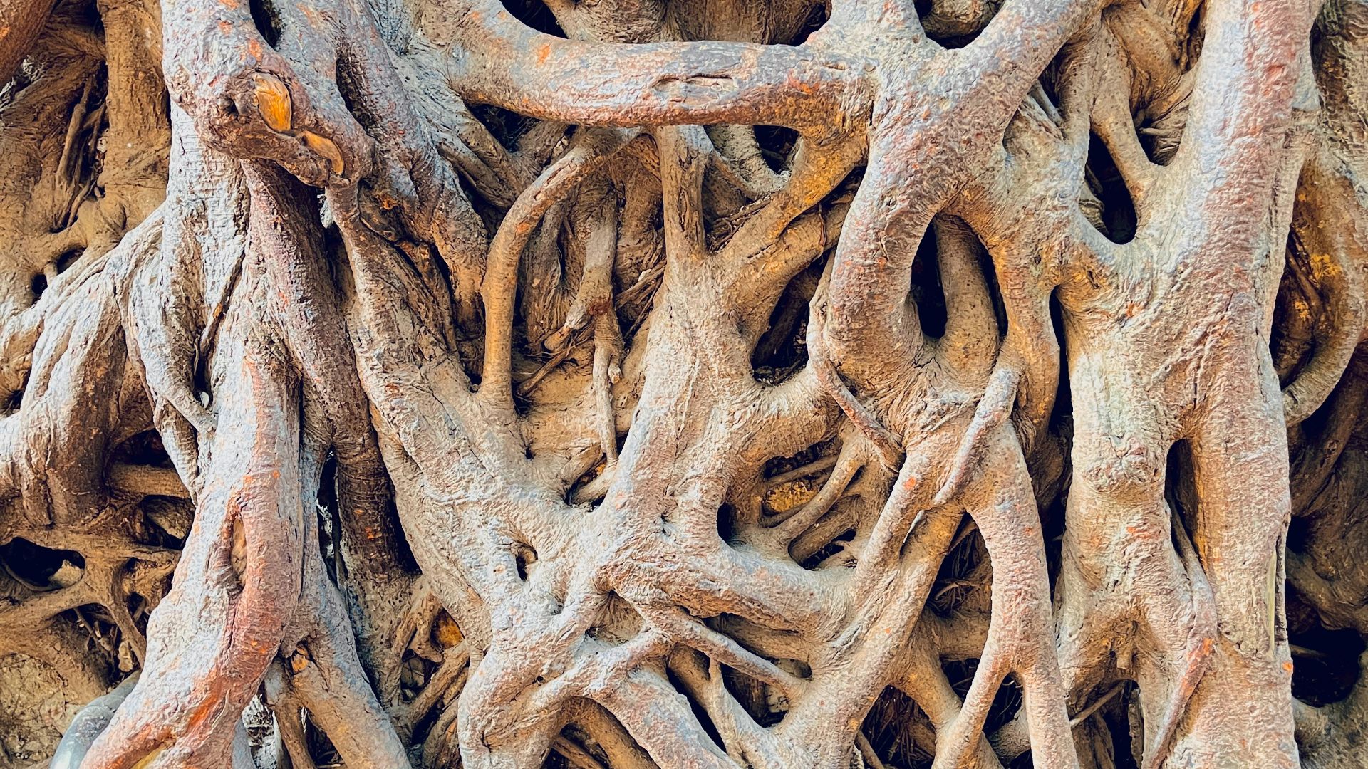 a close up view of a tree trunk