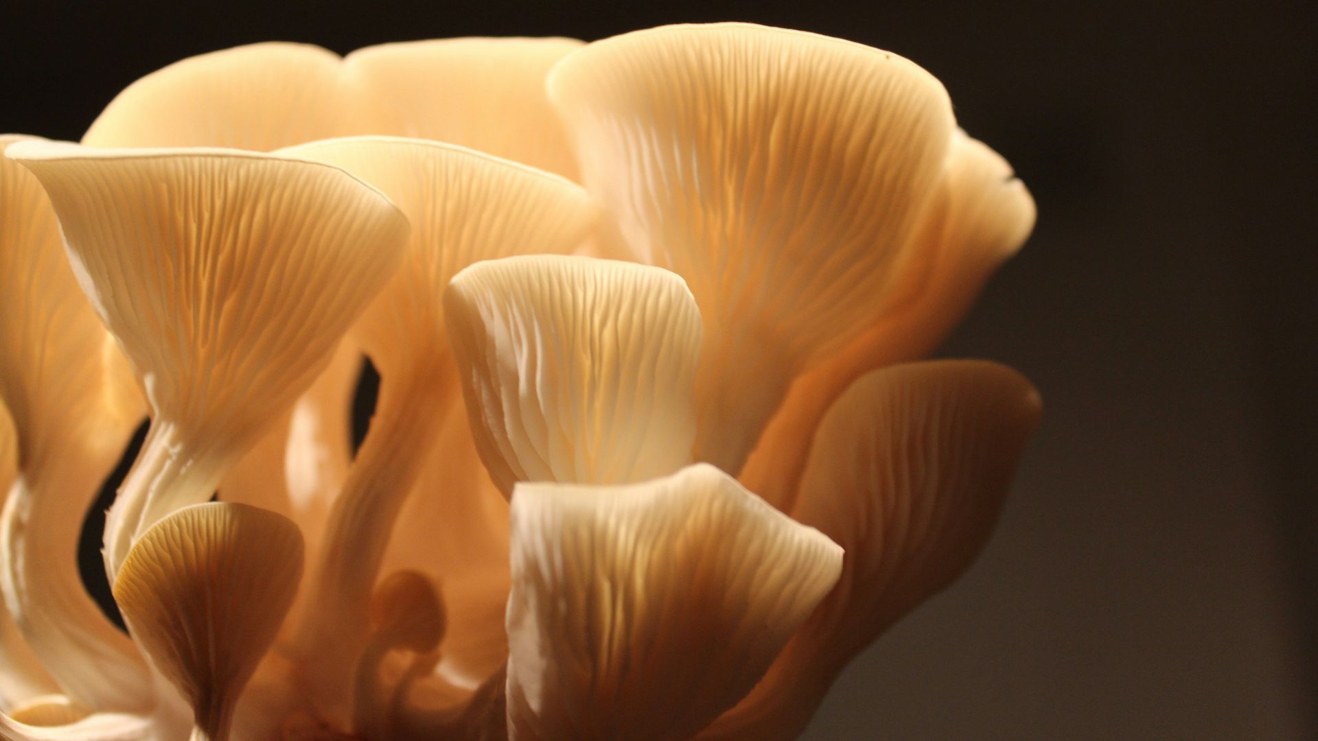 white flower in black background