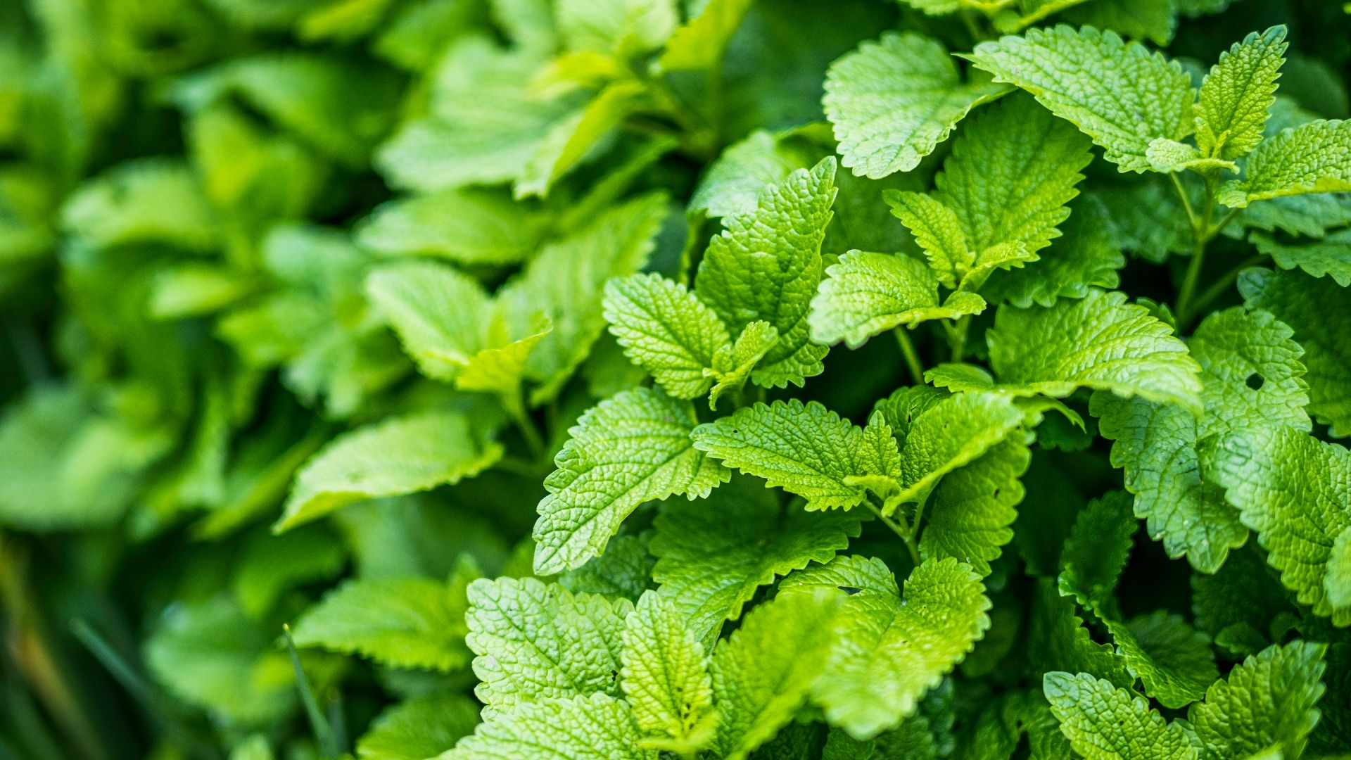 green leaves in macro lens