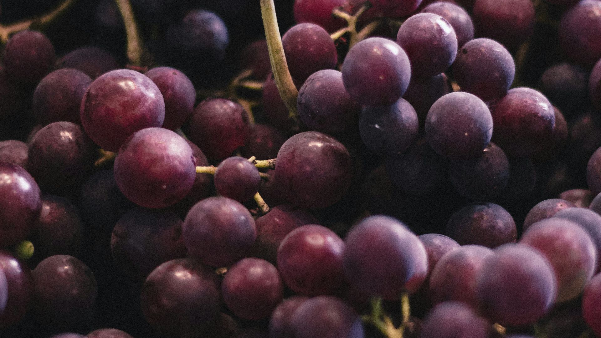 red and green round fruits