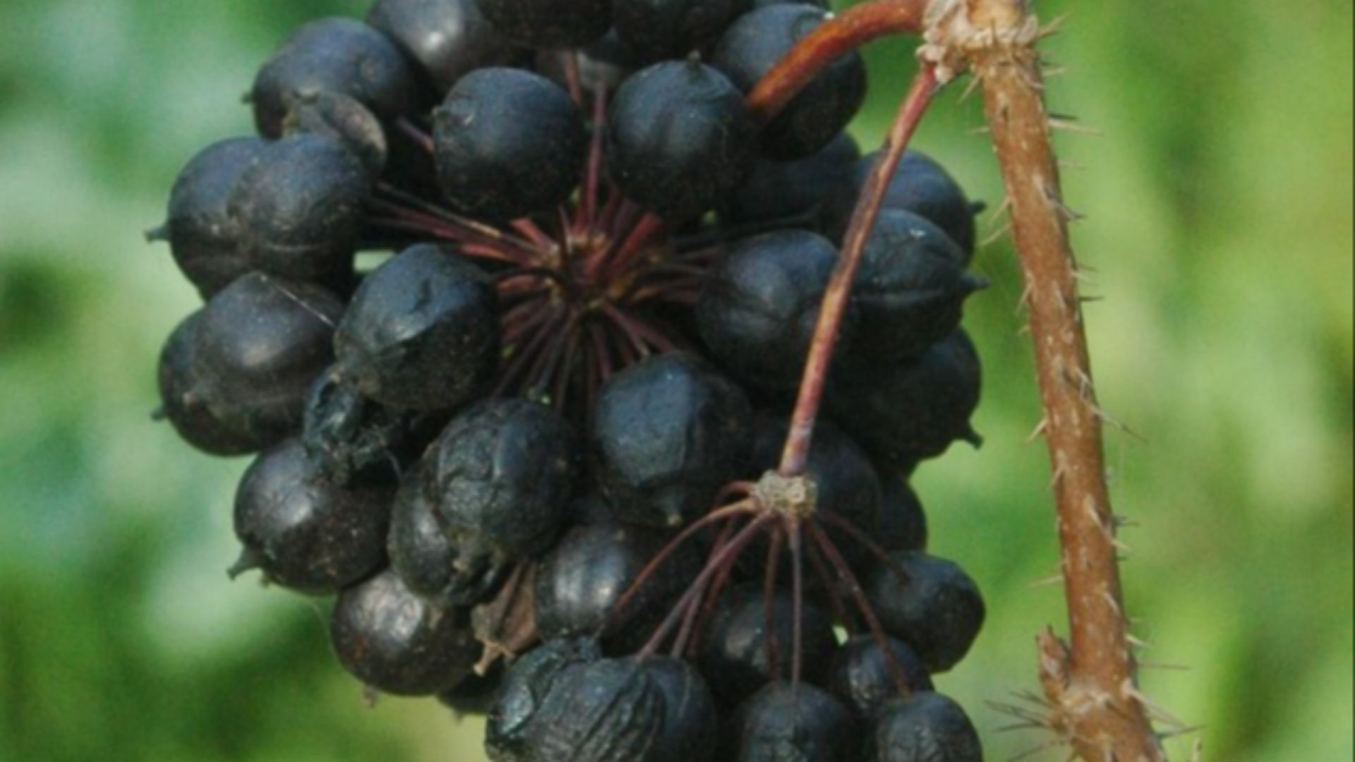 File:Eleutherococcus senticosus.jpg