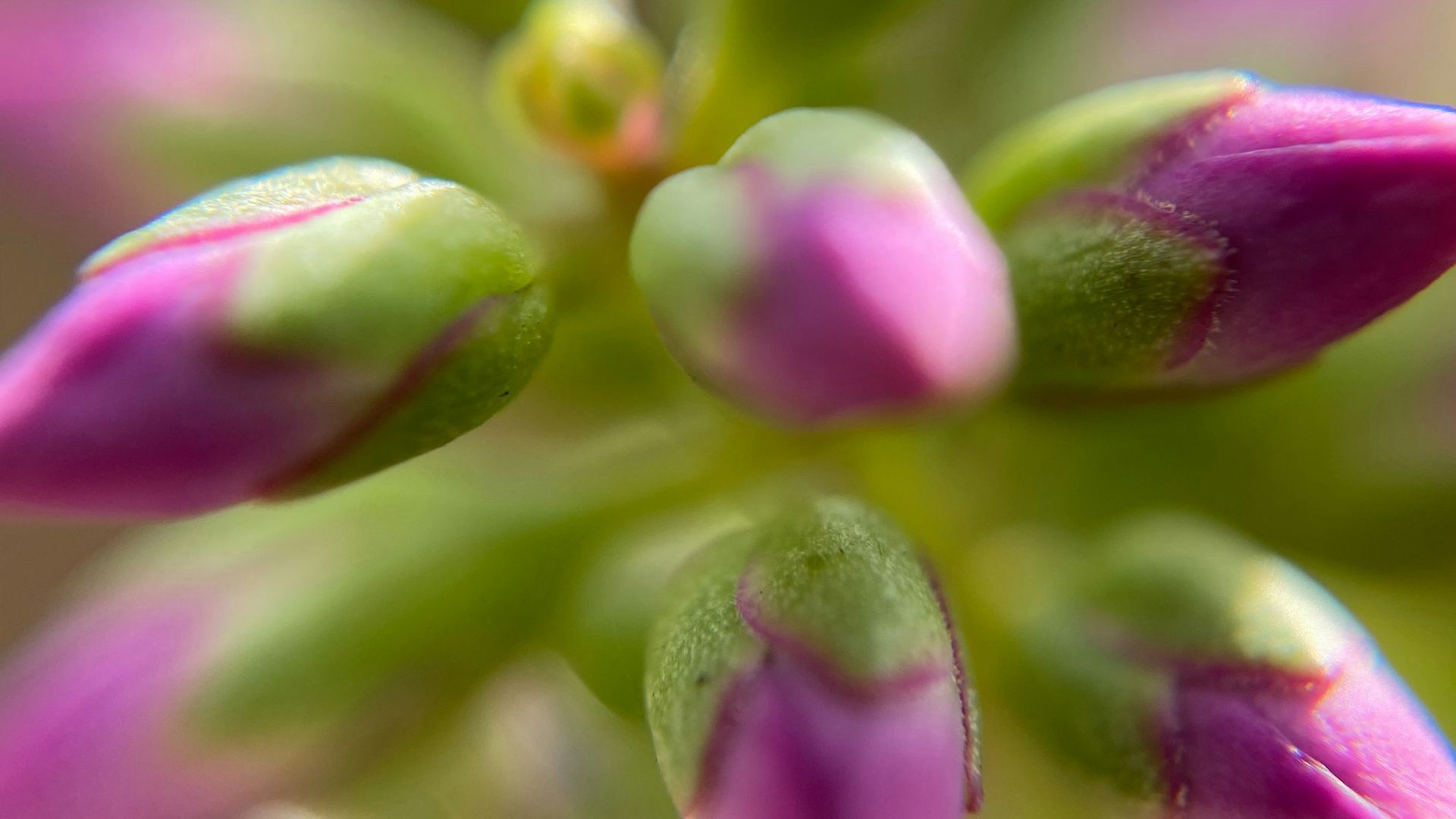 A close up of a flower with a blurry background