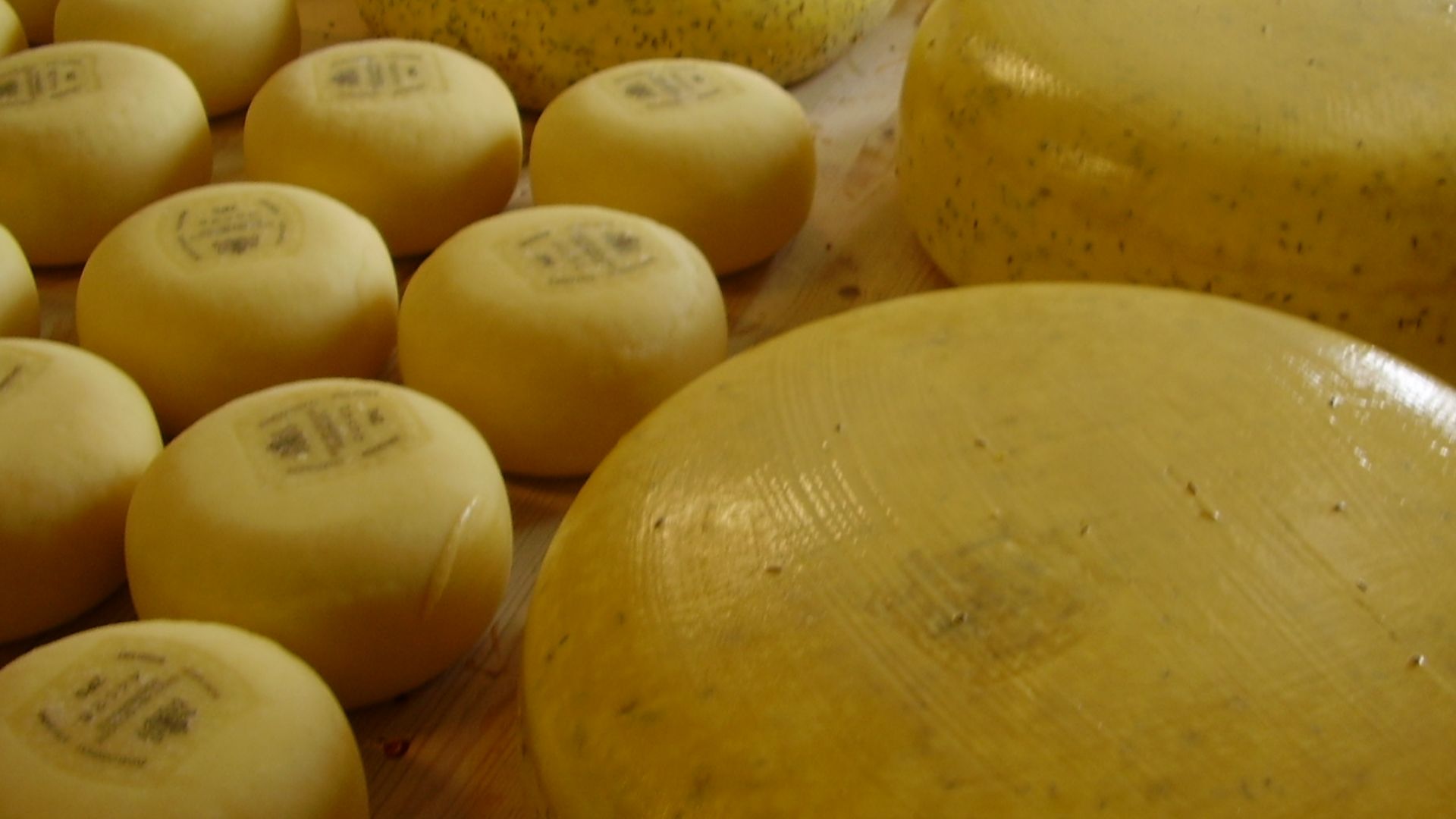 File:Chesses gouda affinage.JPG
