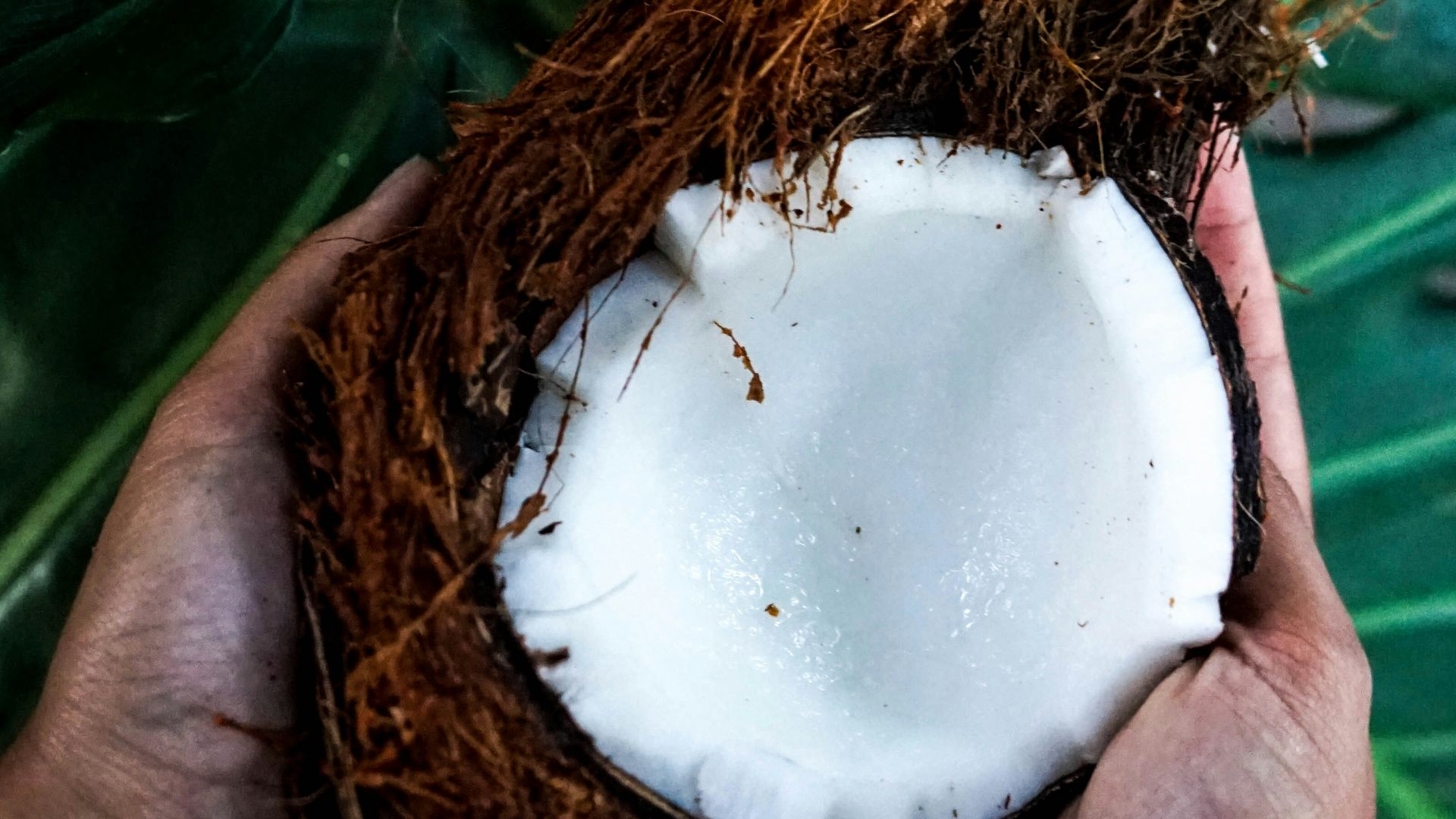 person holding cracked coconut