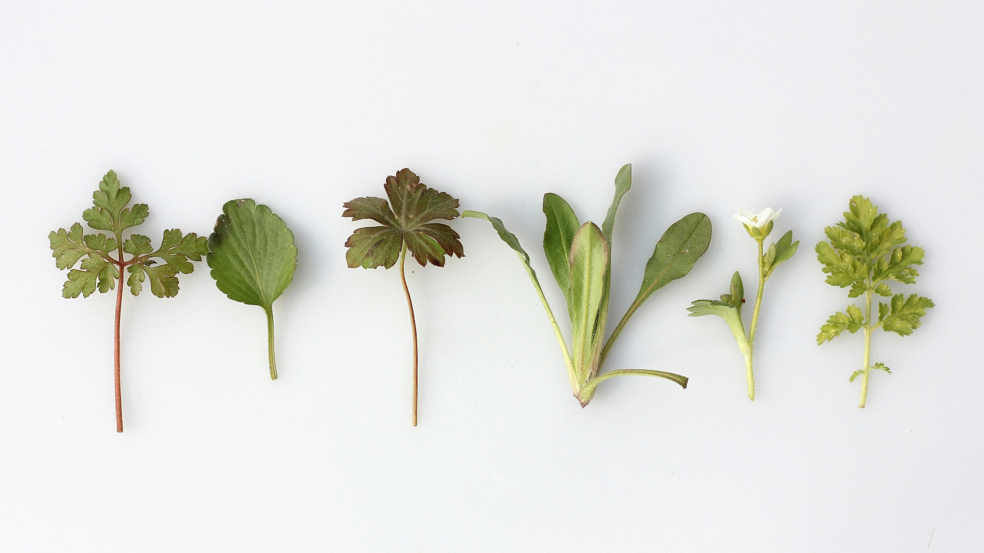 six leafy vegetables