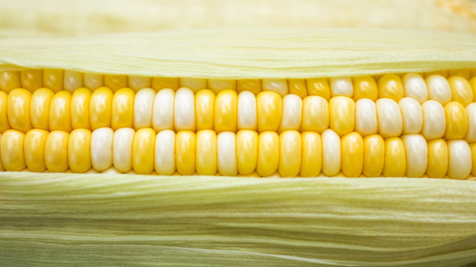 yellow and white corn