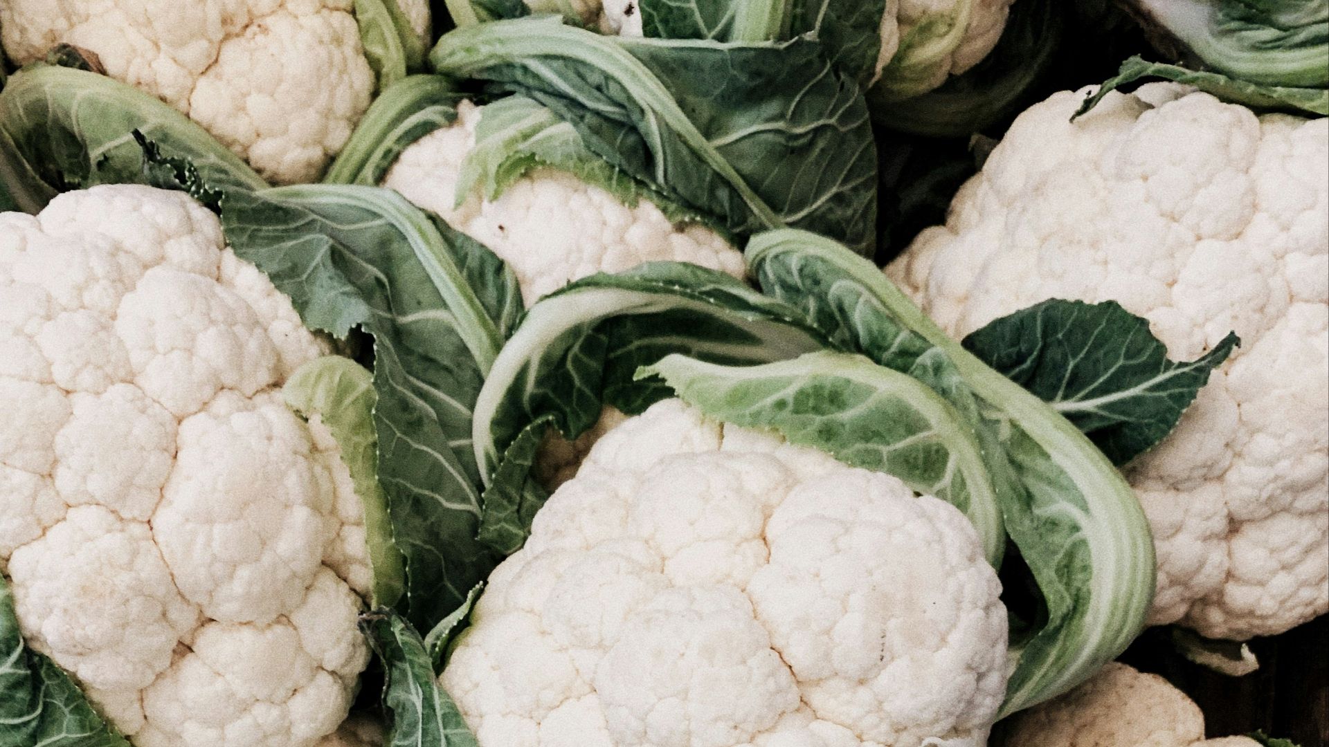 cauliflower lot