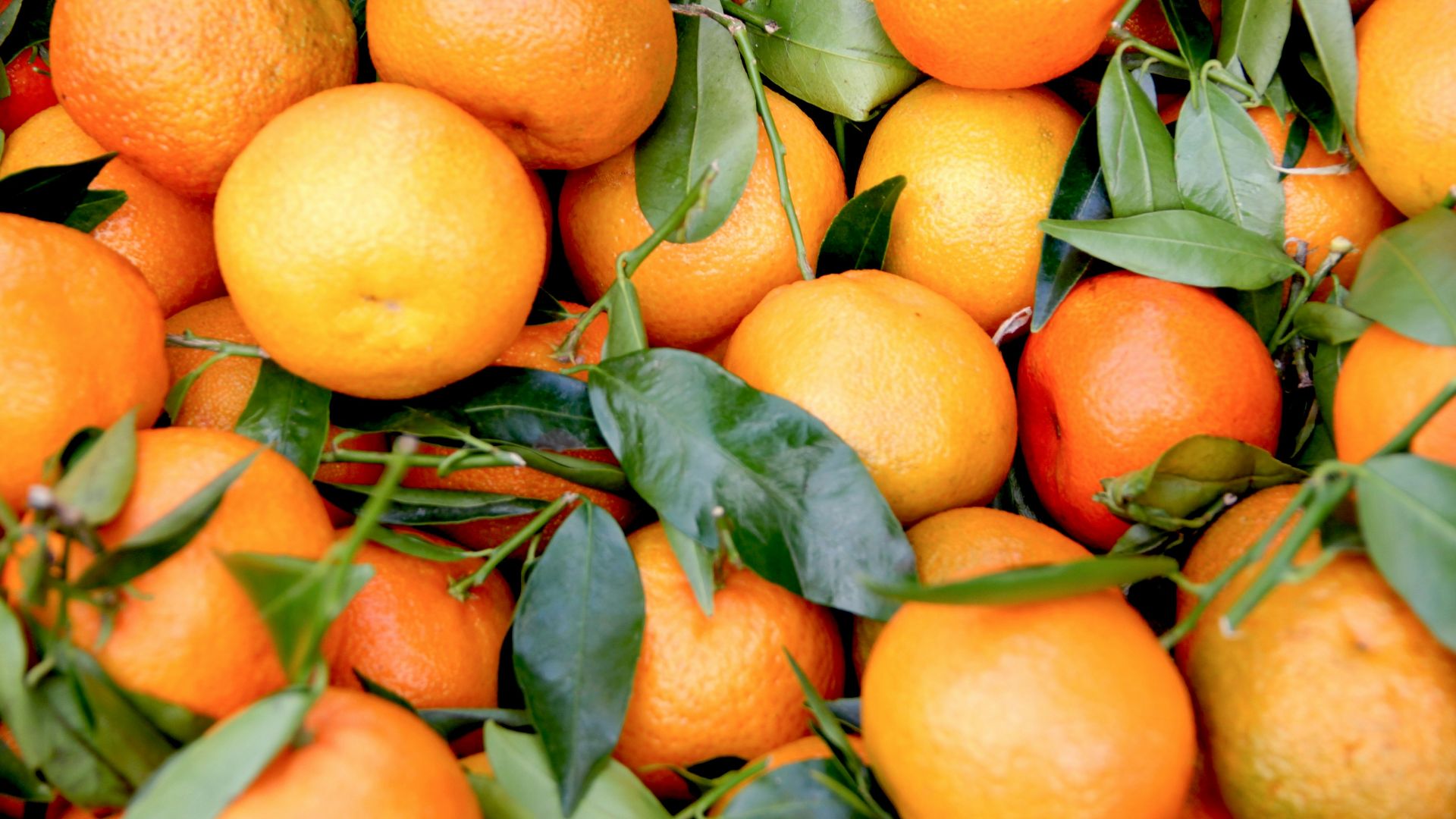 bunch of orange fruits