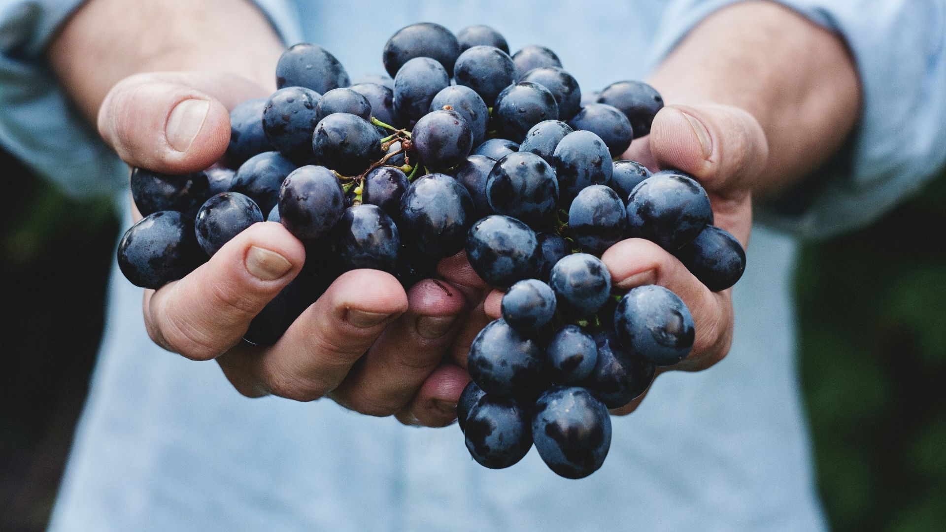 person holding grapes
