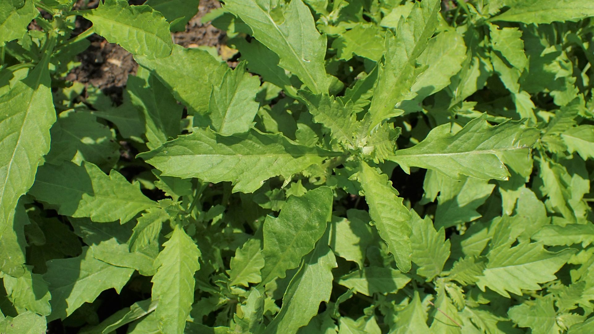 File:Dysphania ambrosioides kz01.jpg